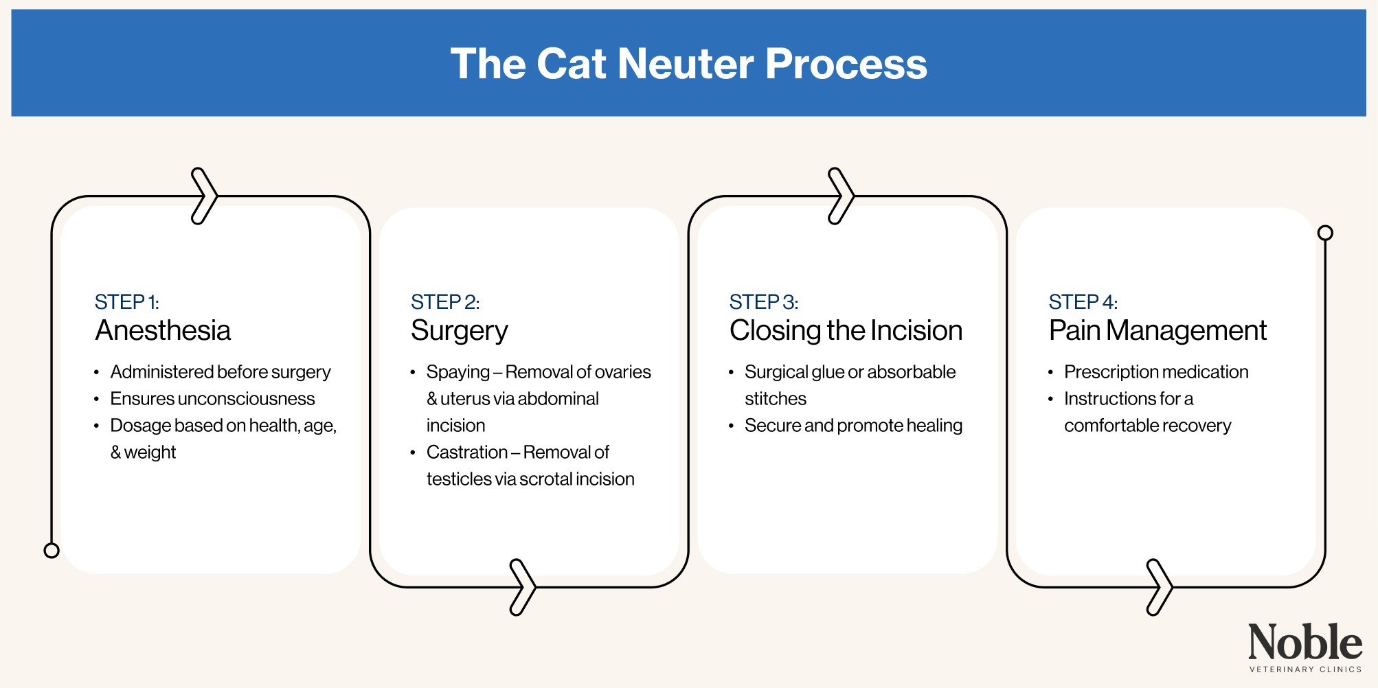 An infographic showing the process of neutering a cat.