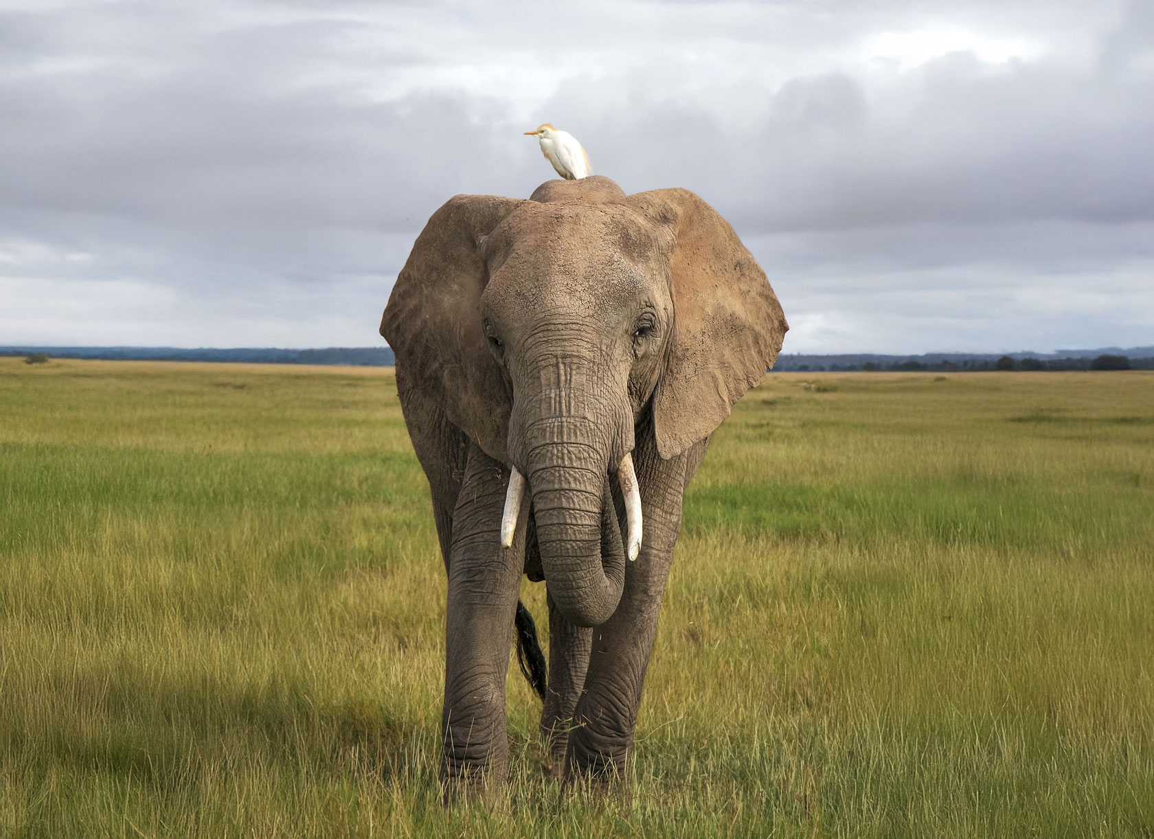 Elephant helping a bird