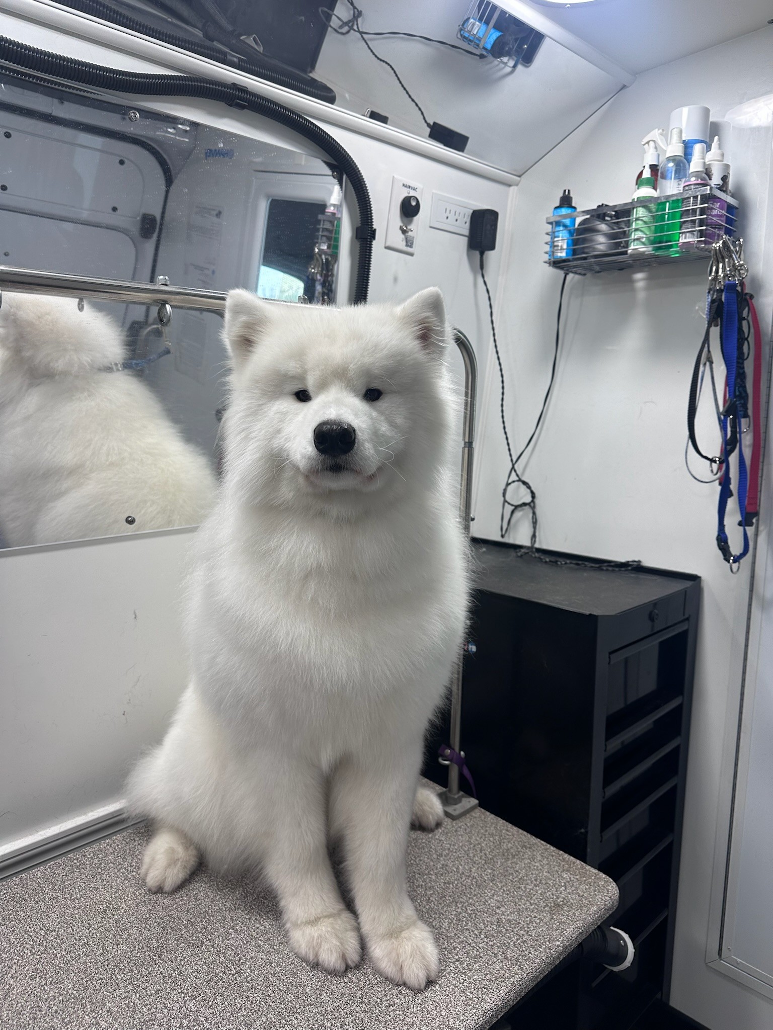 White Samoyed sitting on grooming table in mobile dog grooming van
