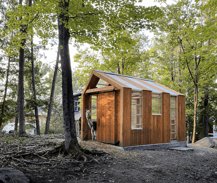 Completed animal paddock being enjoyed by Daisy the llama.