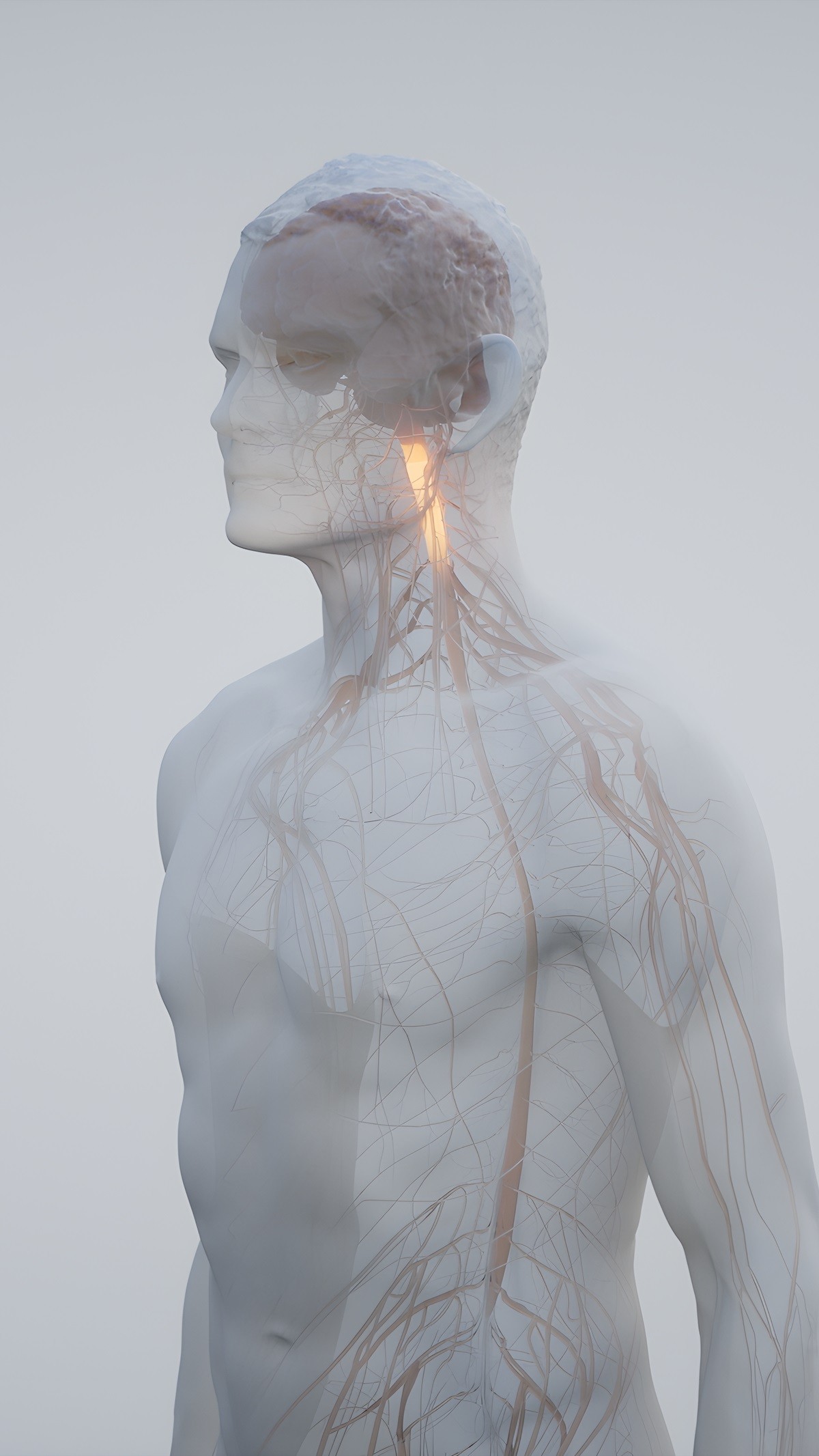 Human figure with the nervous system visible inside