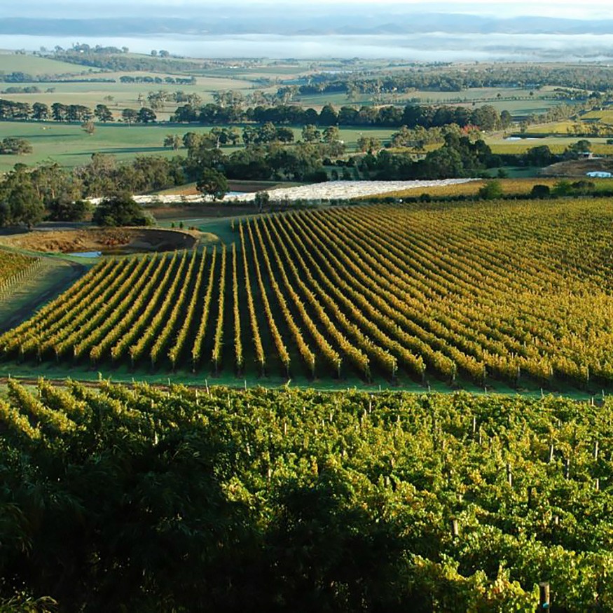 Aerial view of neat rows of grapevines across rolling vineyard hills