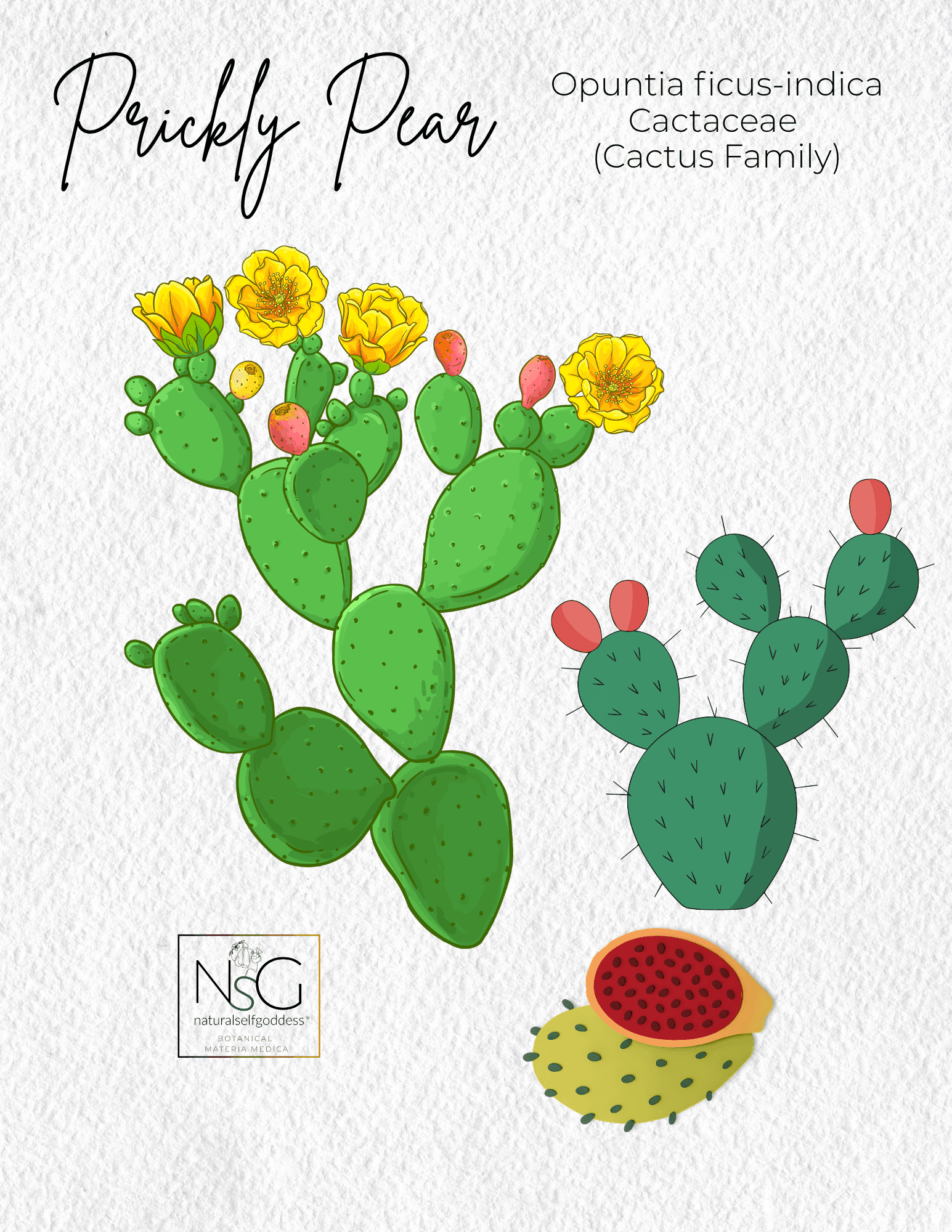 Materia Medica Prickly Pear