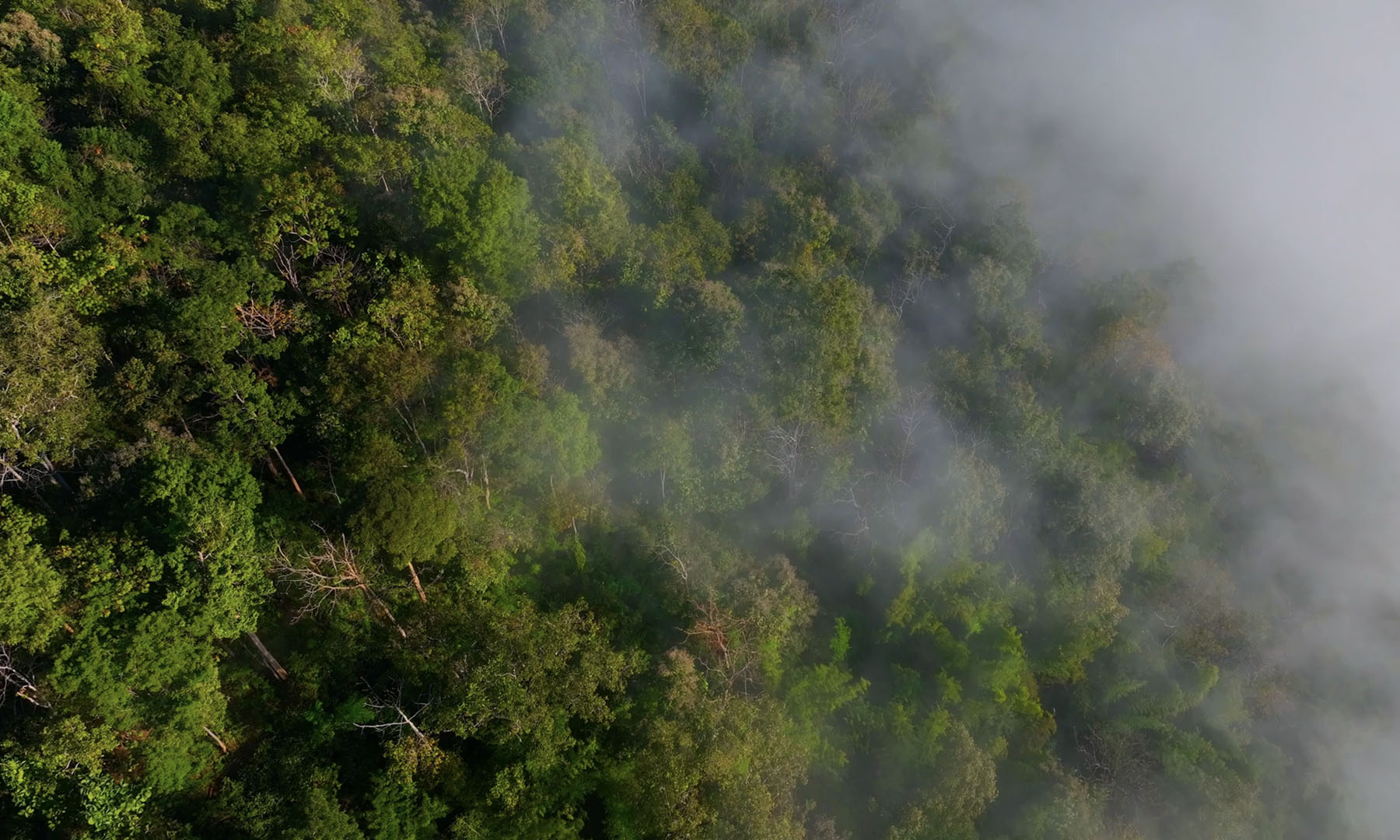 Thick rainforest cover