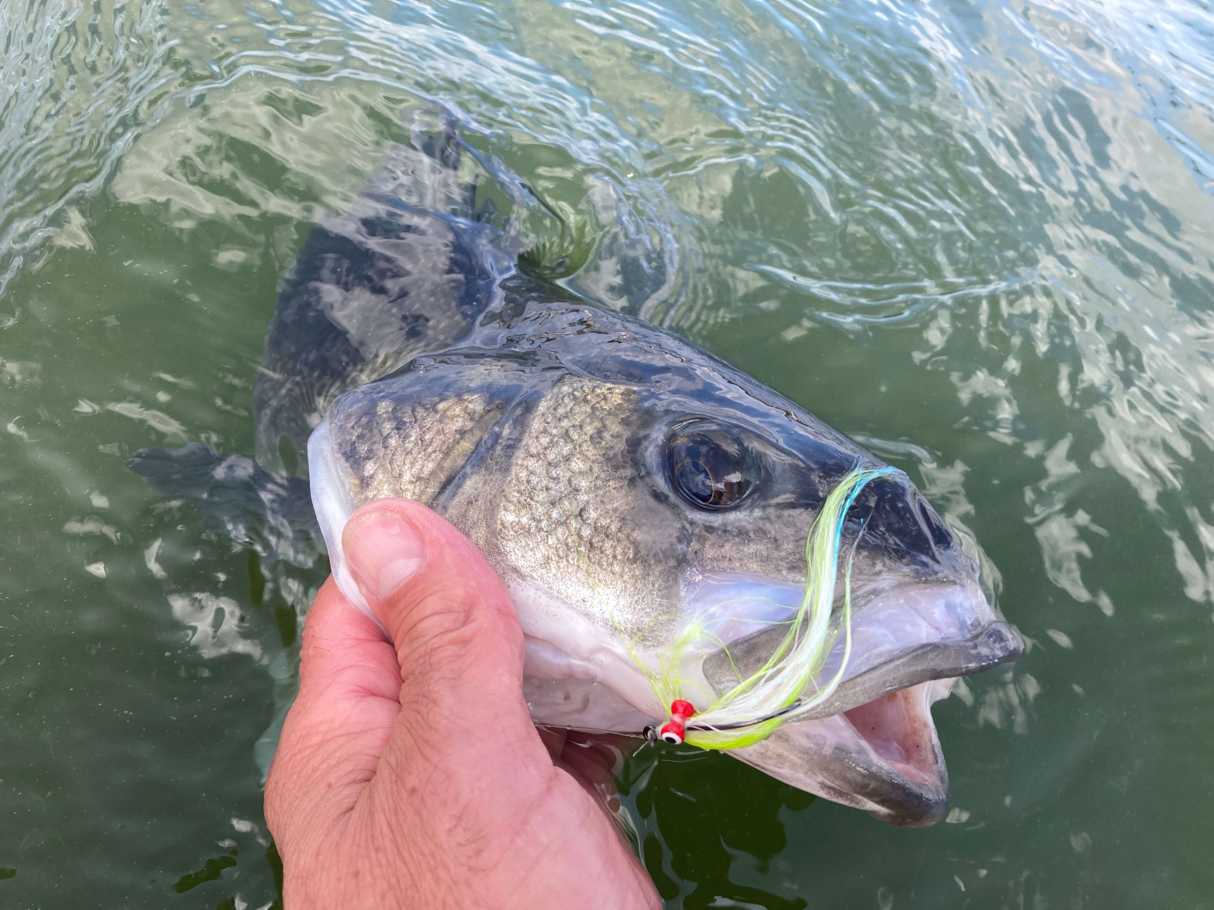 Seabass fly fishing Brittany France estuary