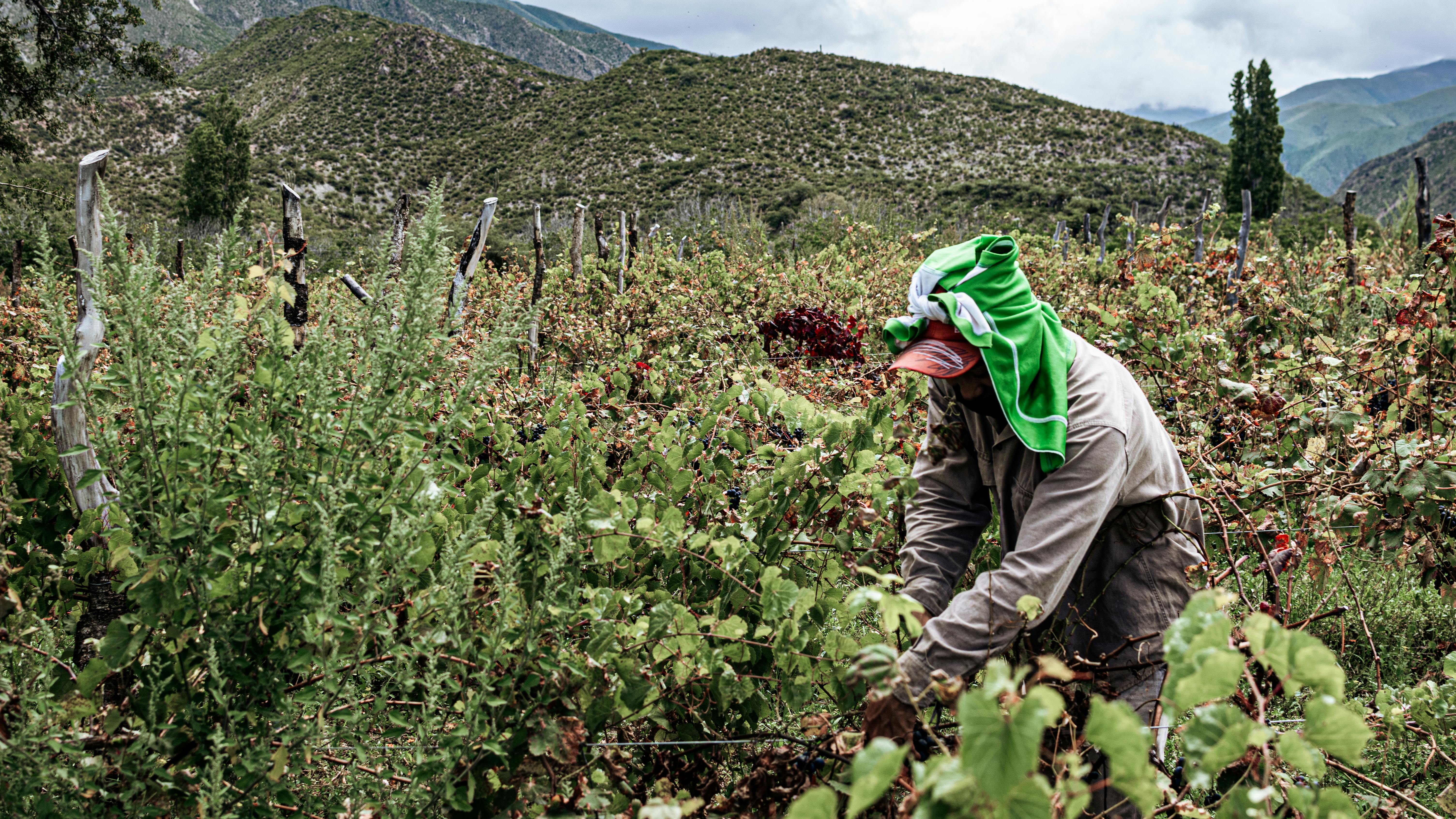 Man working in a vineyard with mountains in the background
