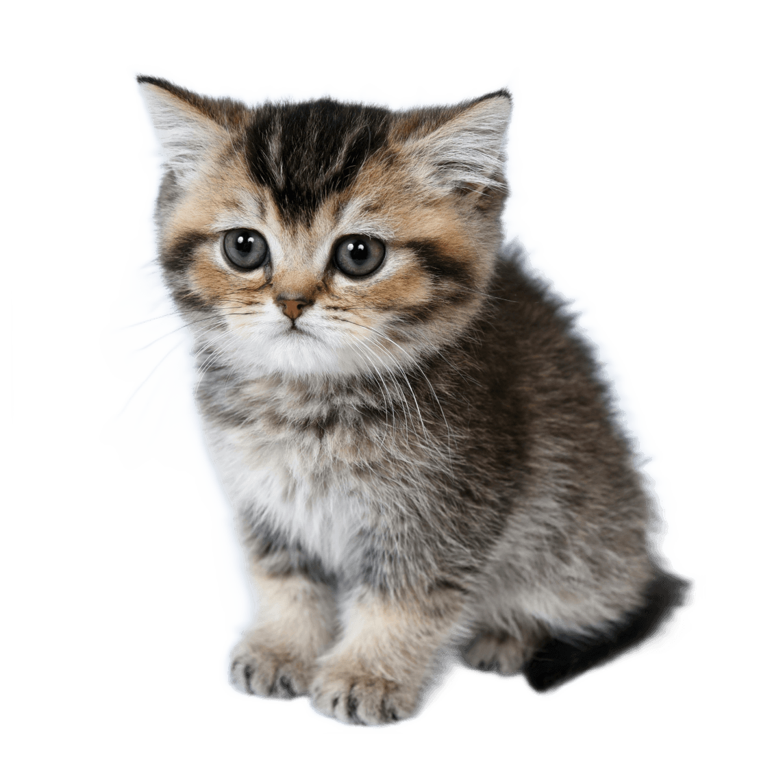 brown and black cat on white background (Background Removed)