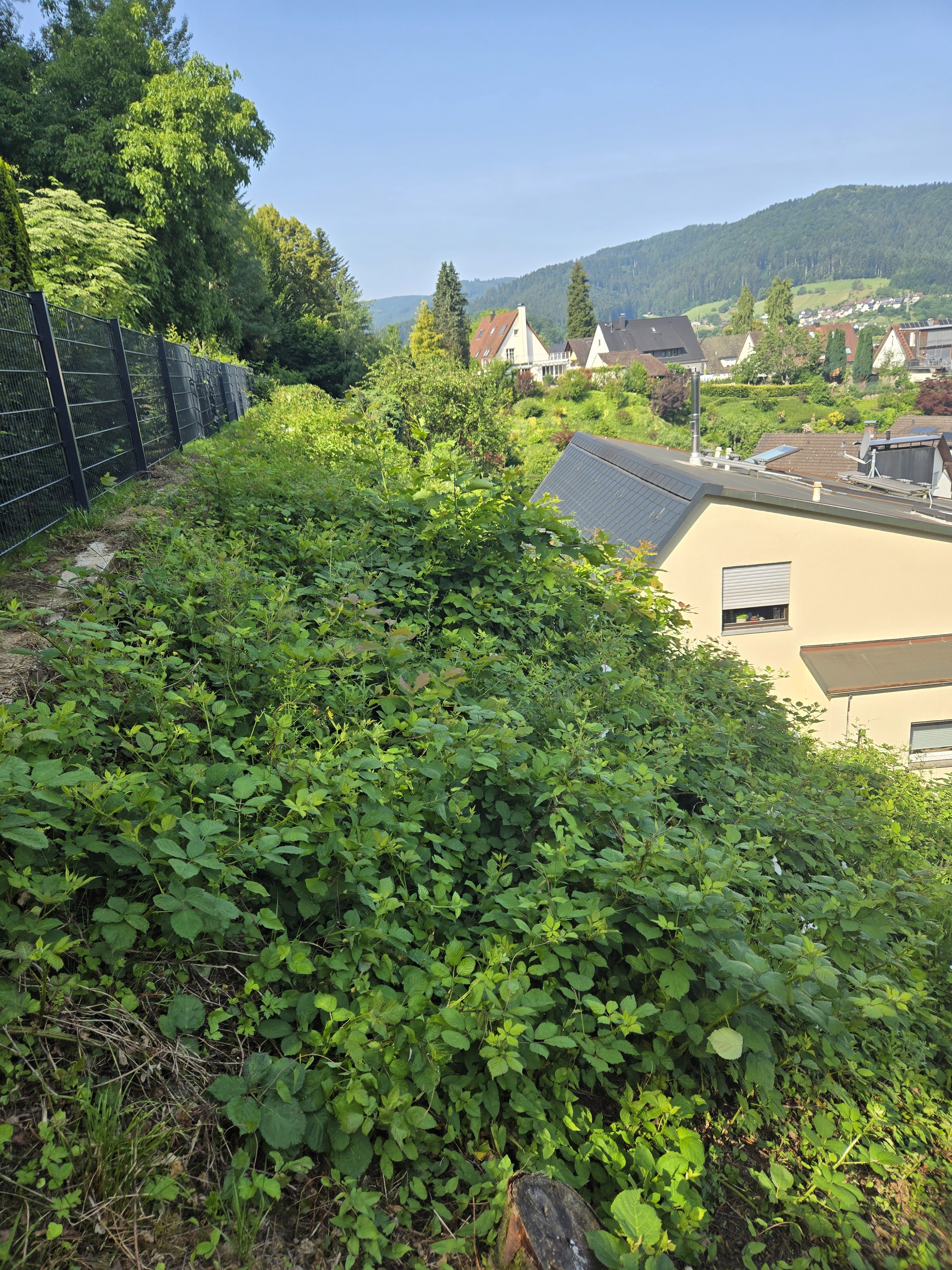 Three road cyclists climbing a narrow uphill road through a wooded landscape during a training ride.