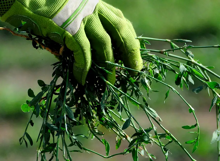 Hand weeding a flower bed to remove weeds