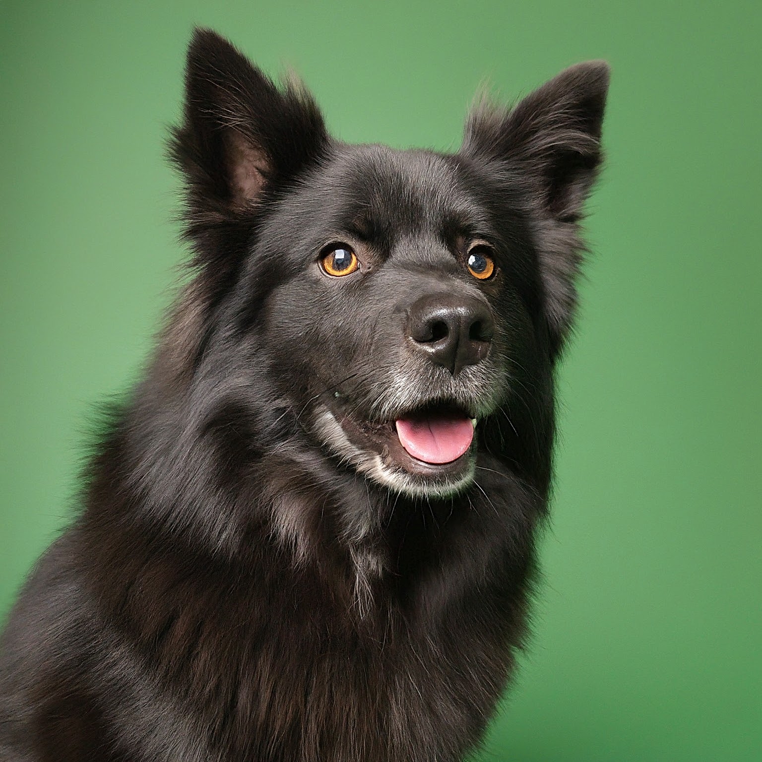 BUDDYUNO, Swedish Lapphund