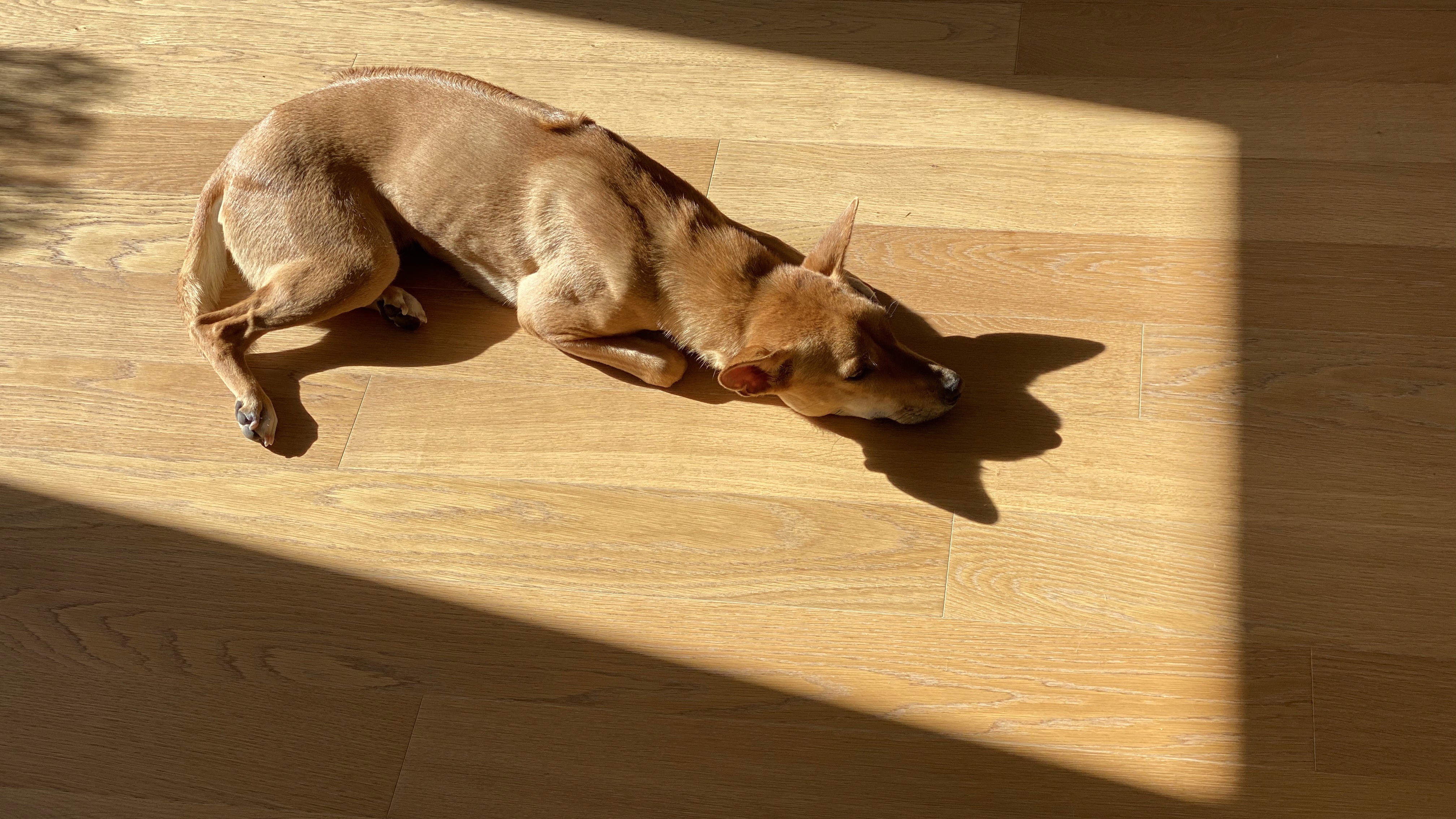 Dog relaxing on warm hybrid flooring in a Brisbane home, designed to resist moisture, paw marks and everyday mess.