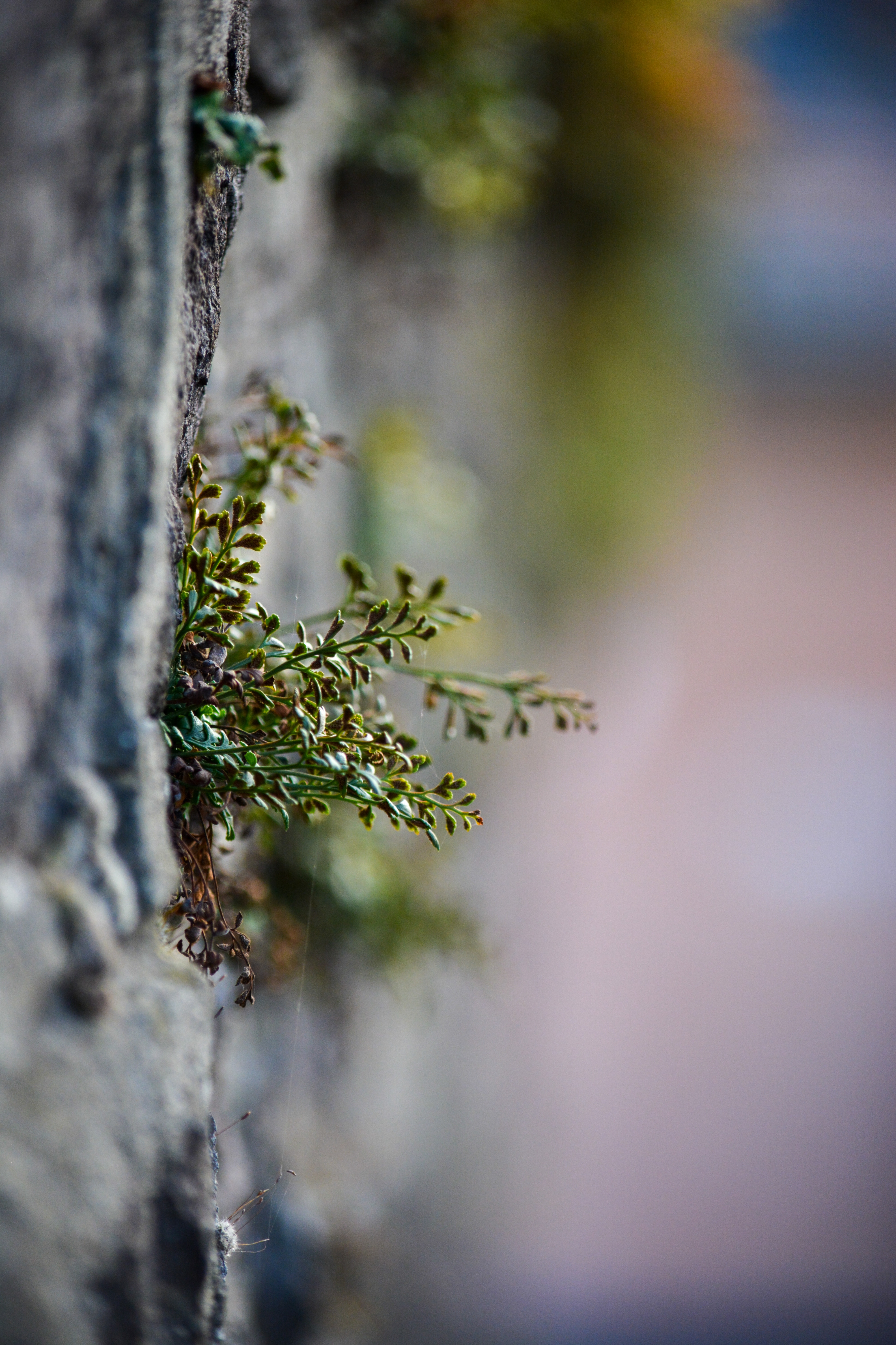 Pflanze auf Trockenmauer