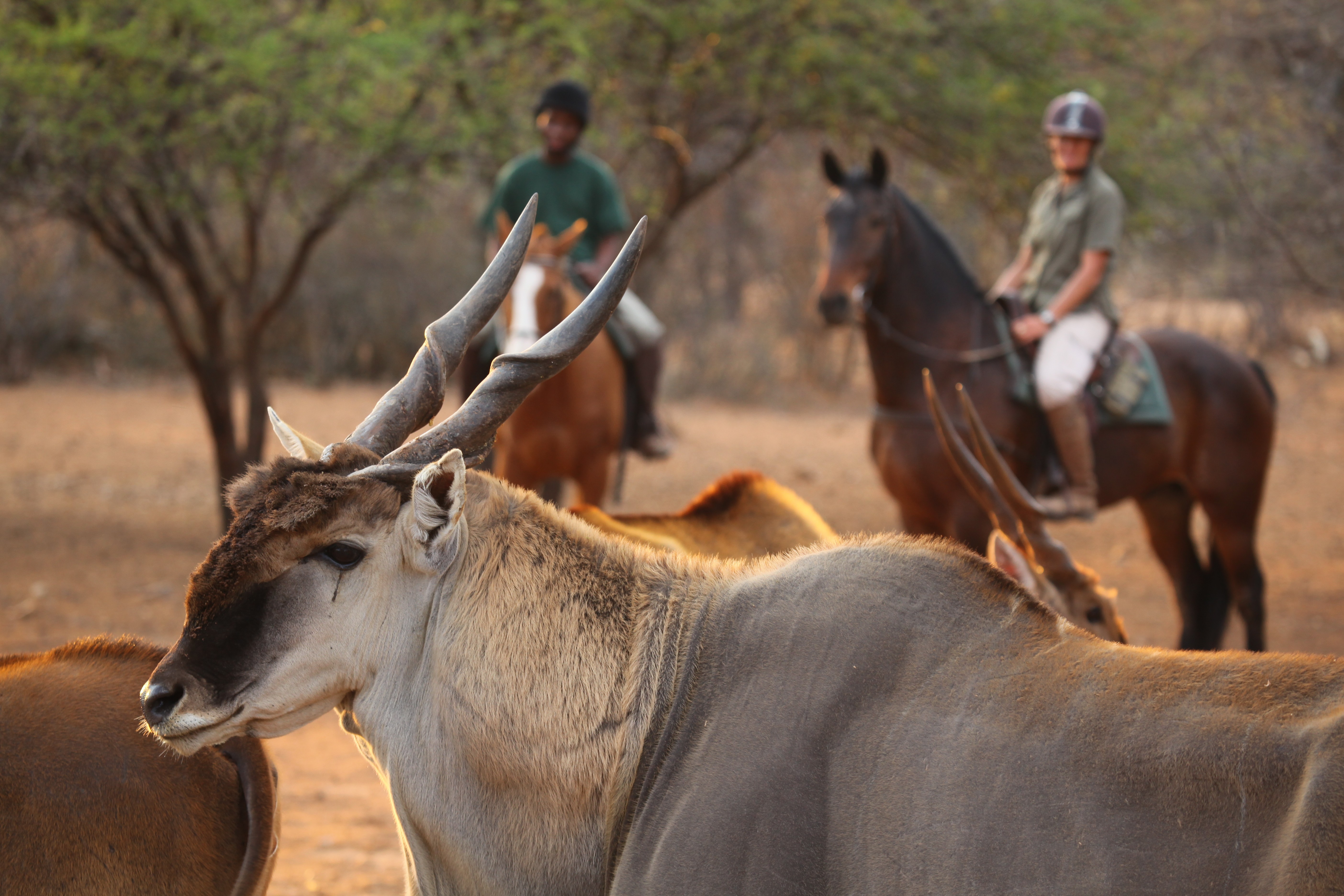 Grupp av ryttare på ridresa i Afrika galopperar över Serengetis vidsträckta slätter medan damm och gnuhjordar rör sig över horisonten under the great migration.