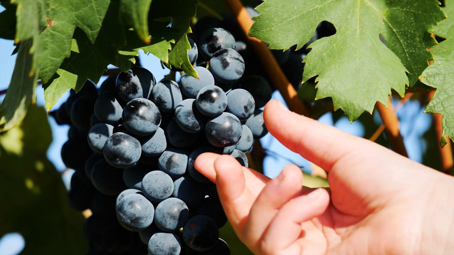 Professional brand photo showcasing Honrado Vineyards grapes