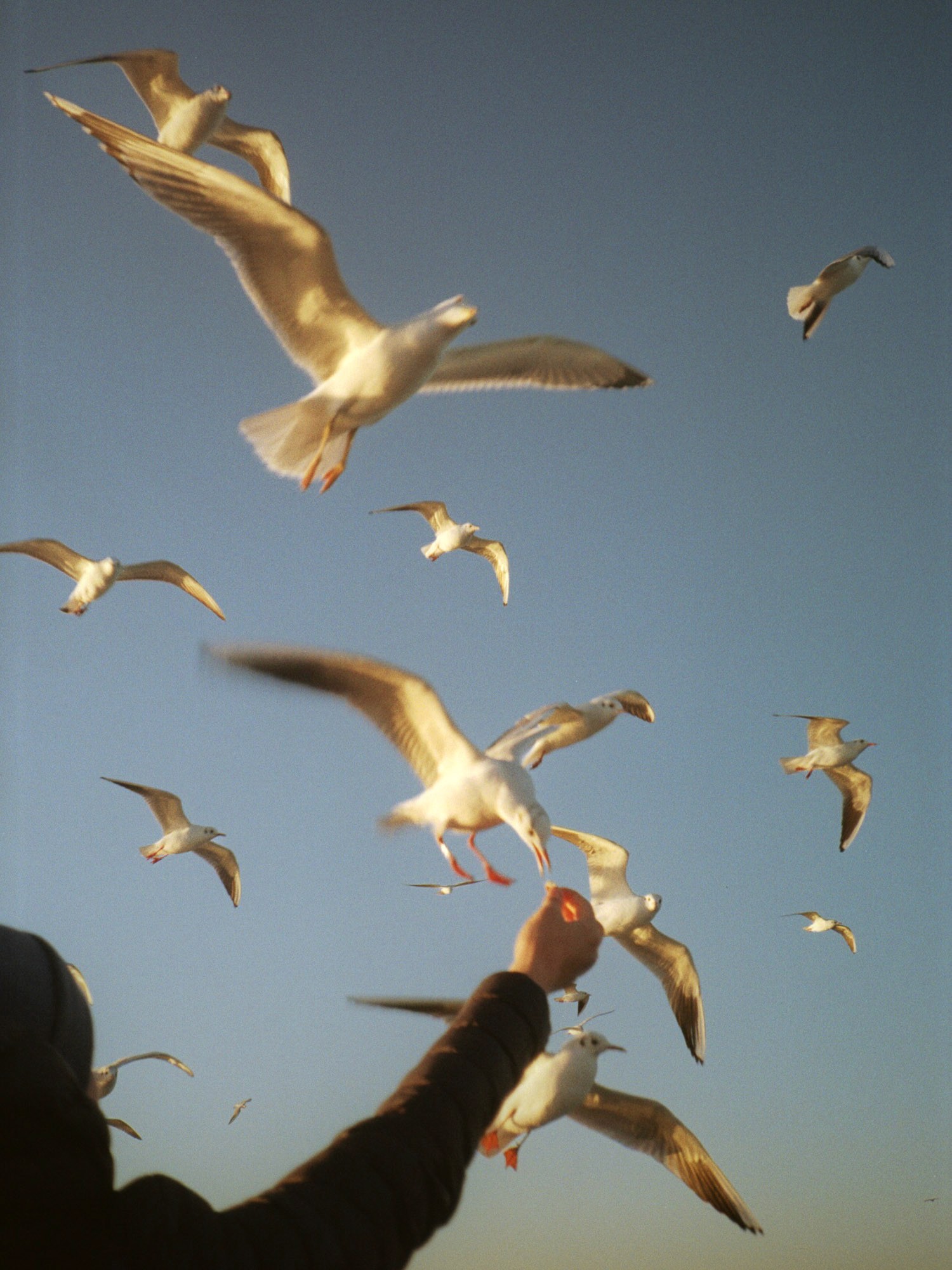 A person extends an arm to feed a flock of seagulls flying against a clear blue sky.