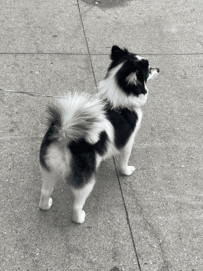 A green butterfly rests on a flower.