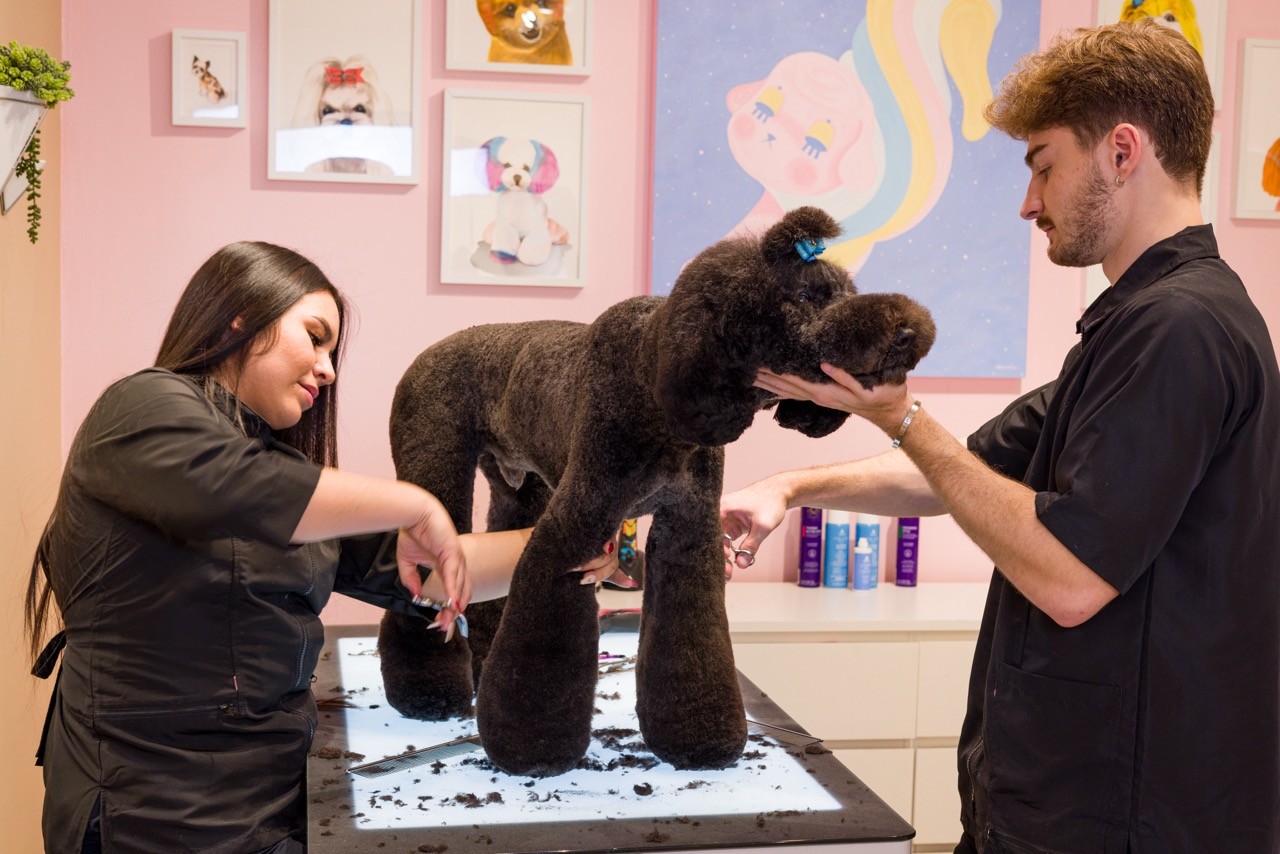 Photo of Logan Rago styling a black poodle in a colorful studio to capture teamwork, artistry, and joyful precision in pet grooming.