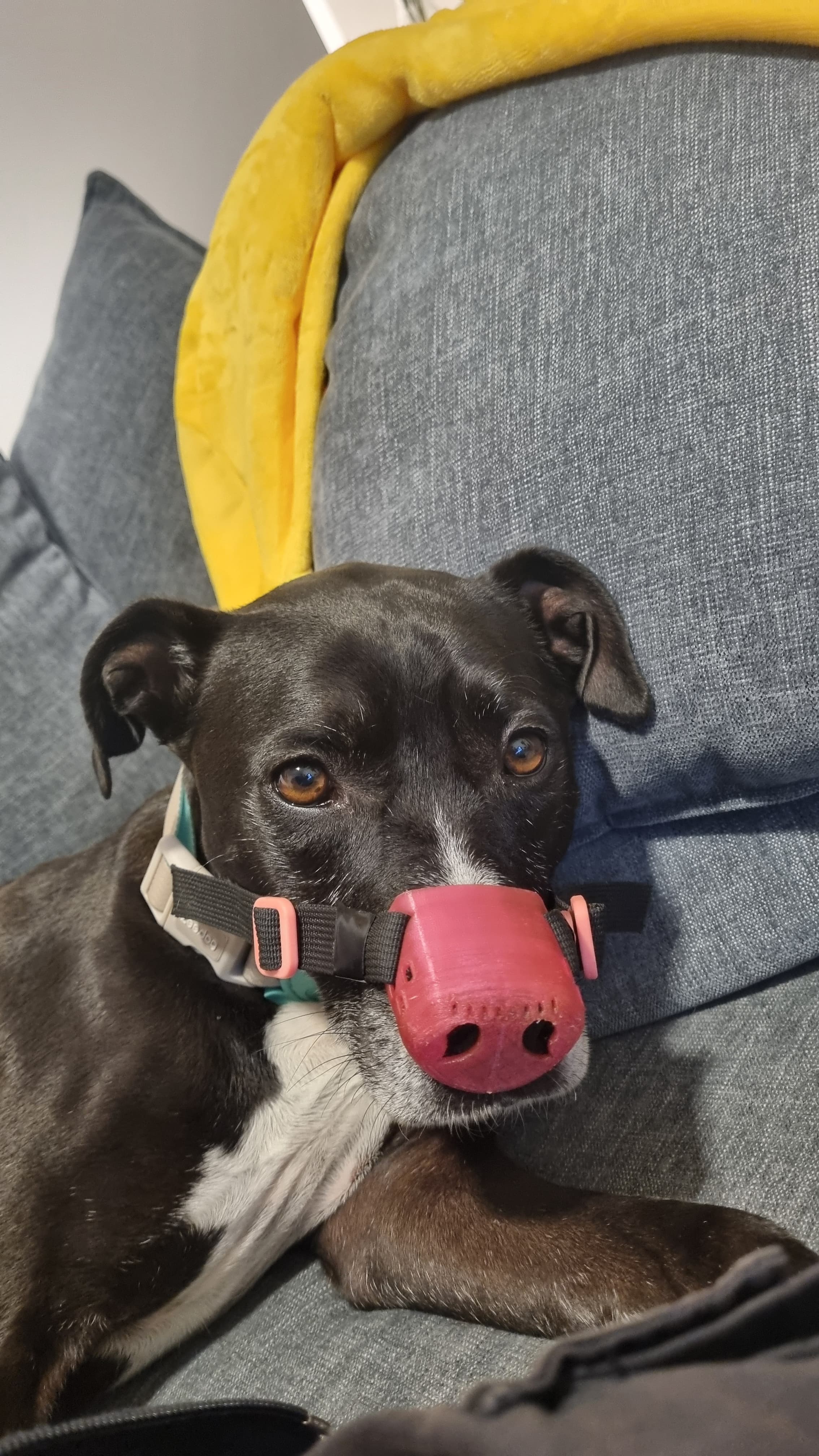 Dog with nose protector DLE