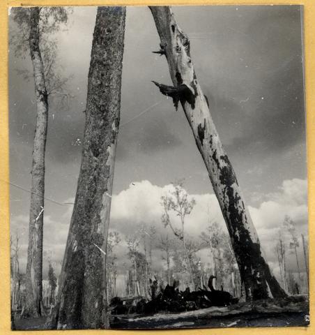 Plantaciones Forestales