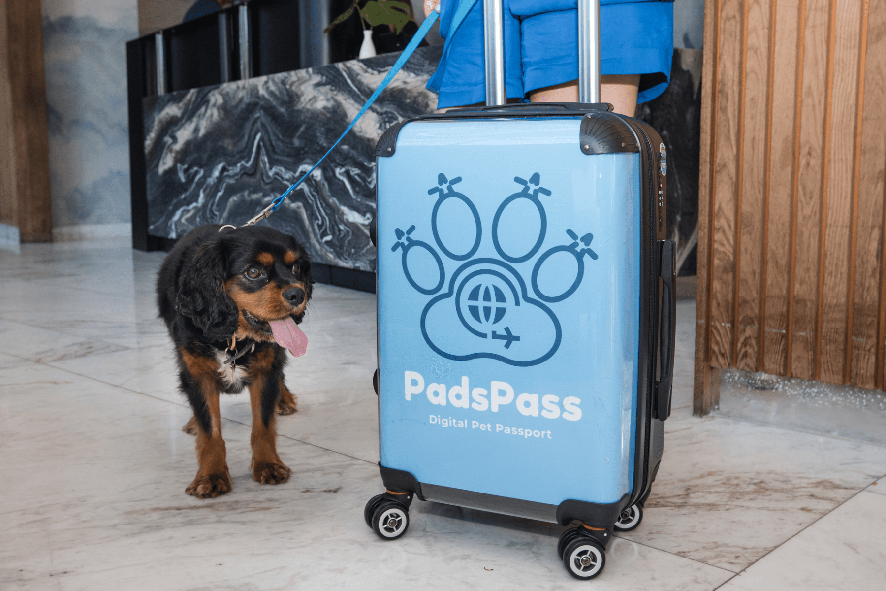 Peru (small dog) with a suitcase next to him ready to travel