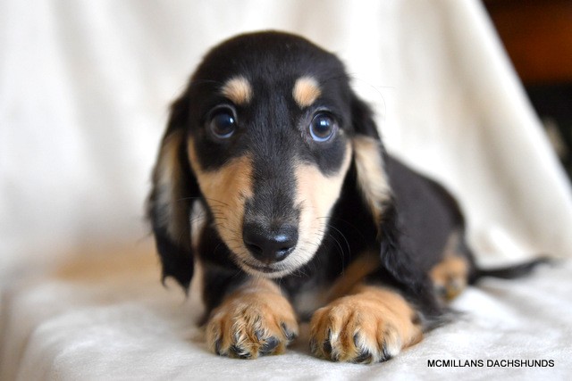 smooth blue and tan dapple dachshund puppy female