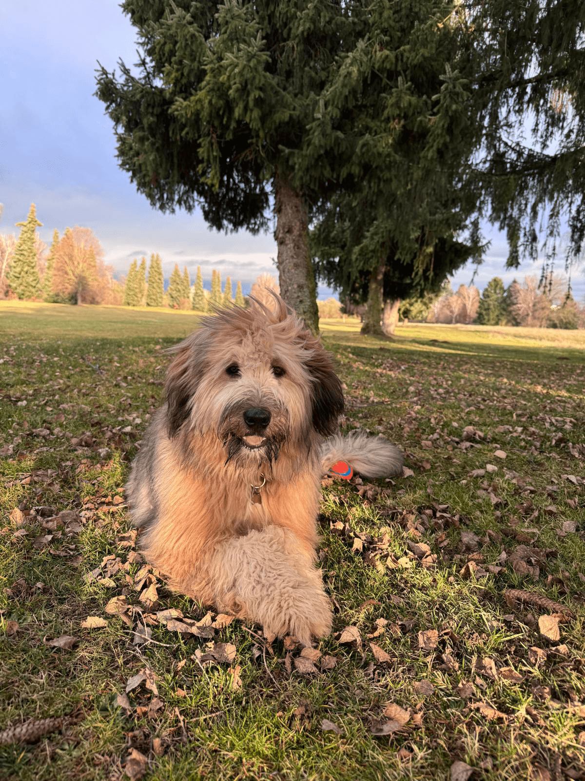 Balu, Feel-Good-Manager