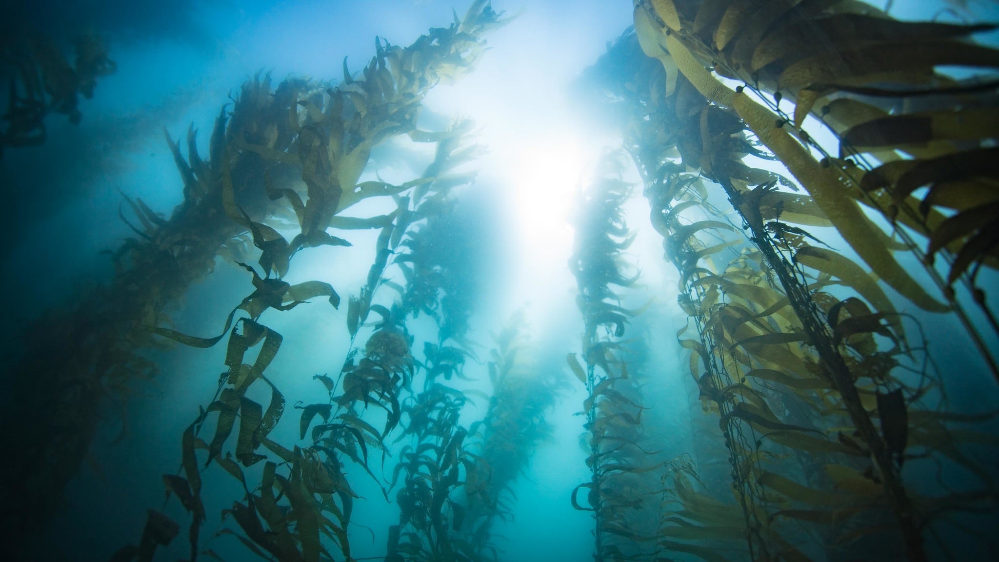 An underwater kelp forestt