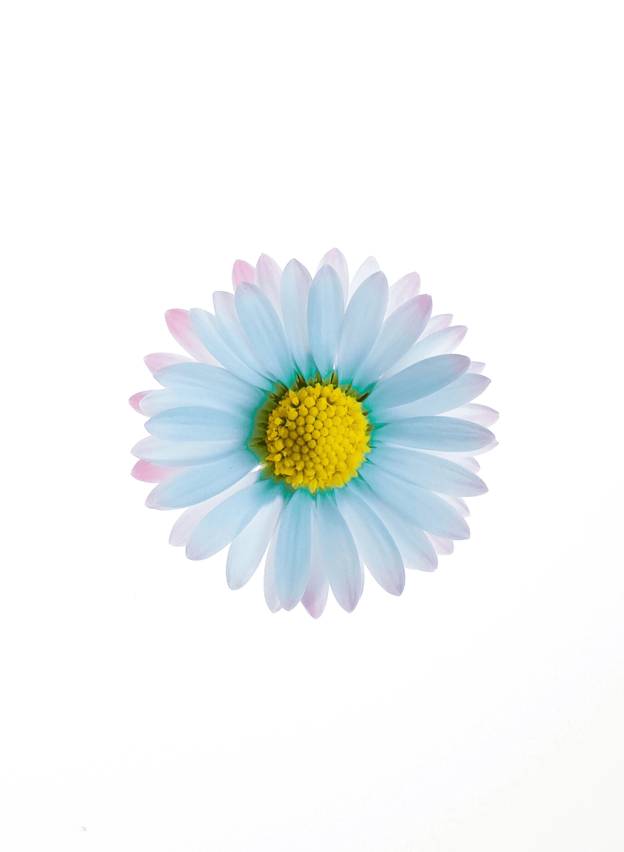 image of a flower five