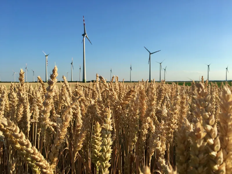 Gabonatábla a vándortanya mellett