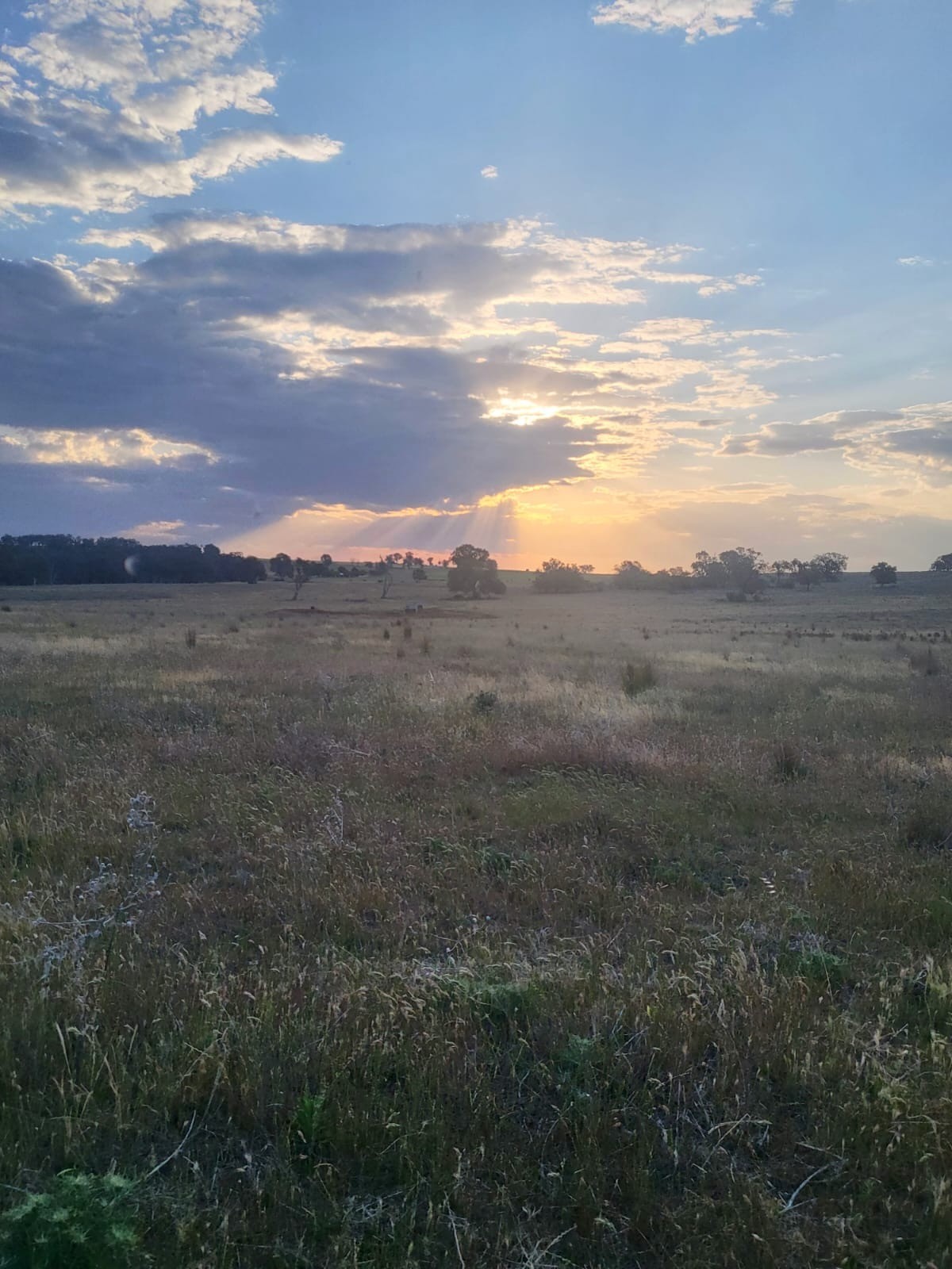 Termite and pest infestation at a church with floors pulled up