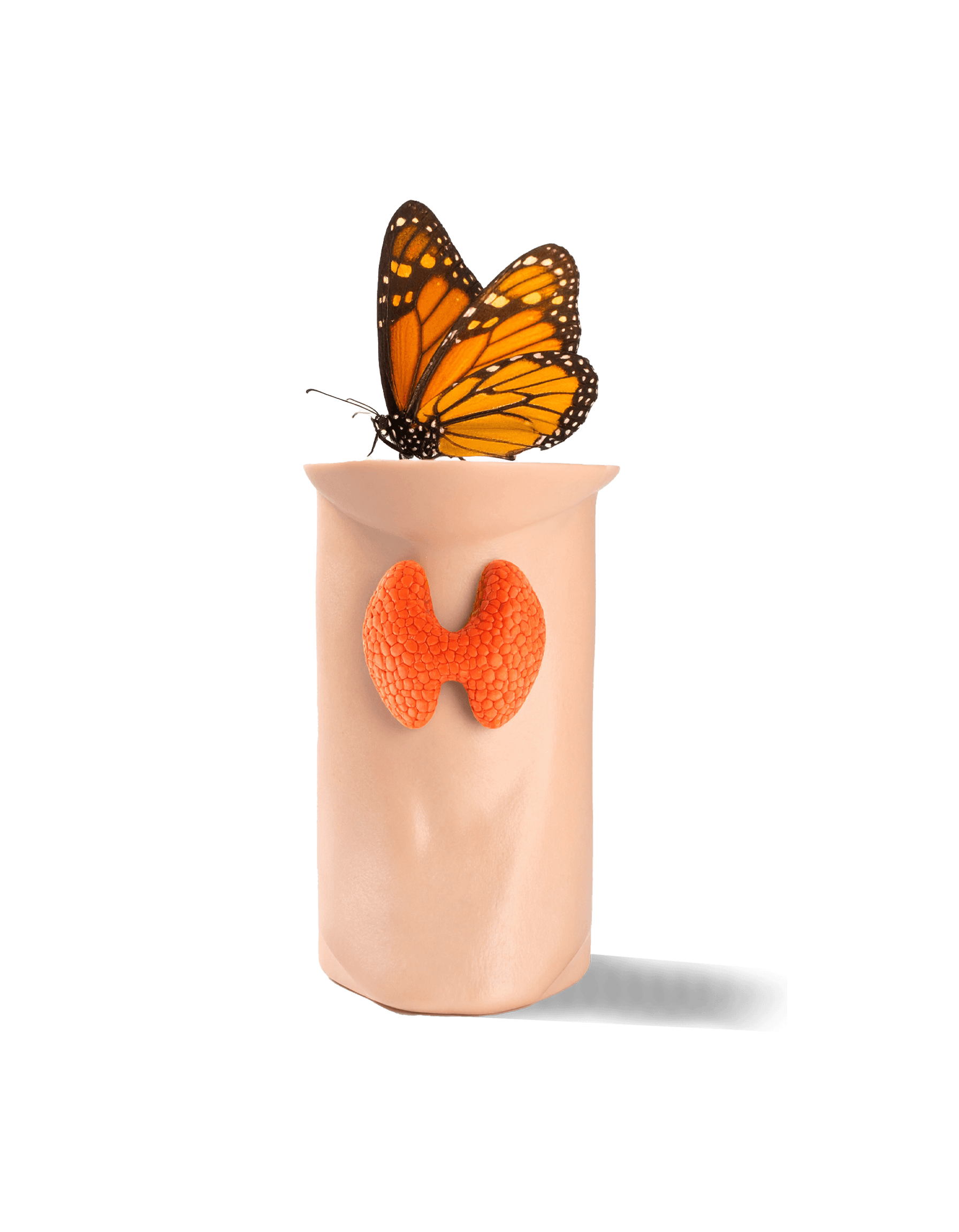 butterfly on a Thyroid