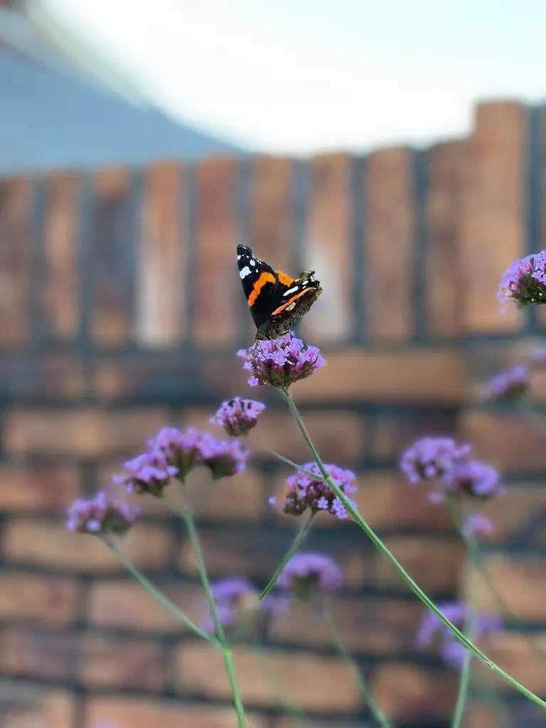 Visualisatie van onze duurzaamheidsambitie foto beplanting door Hoveniersbedrijf Star Landscaping te Cuijk