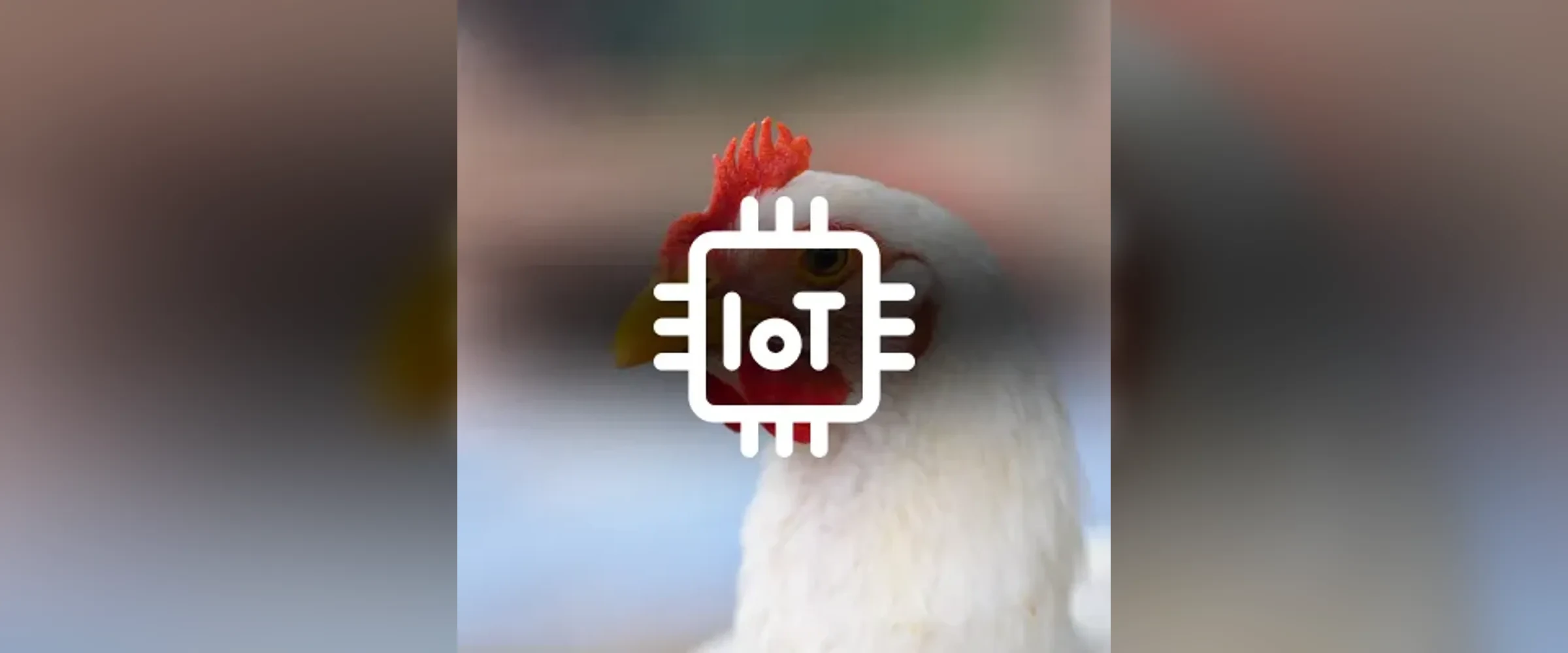 Intelligente Geflügelzucht: Warum die Integration des IoT wichtig ist
