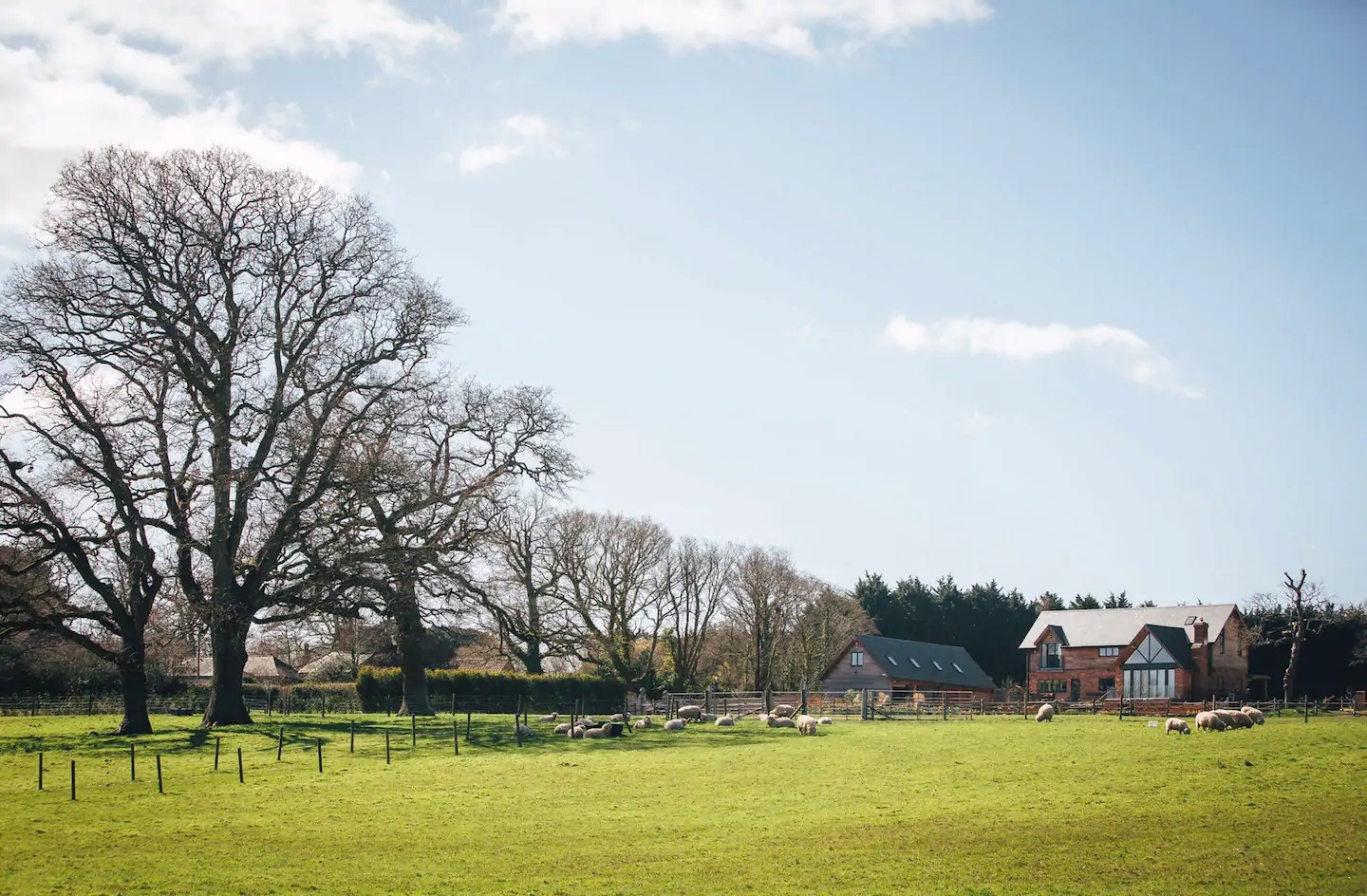 A peaceful countryside farm with sheep grazing and large trees.