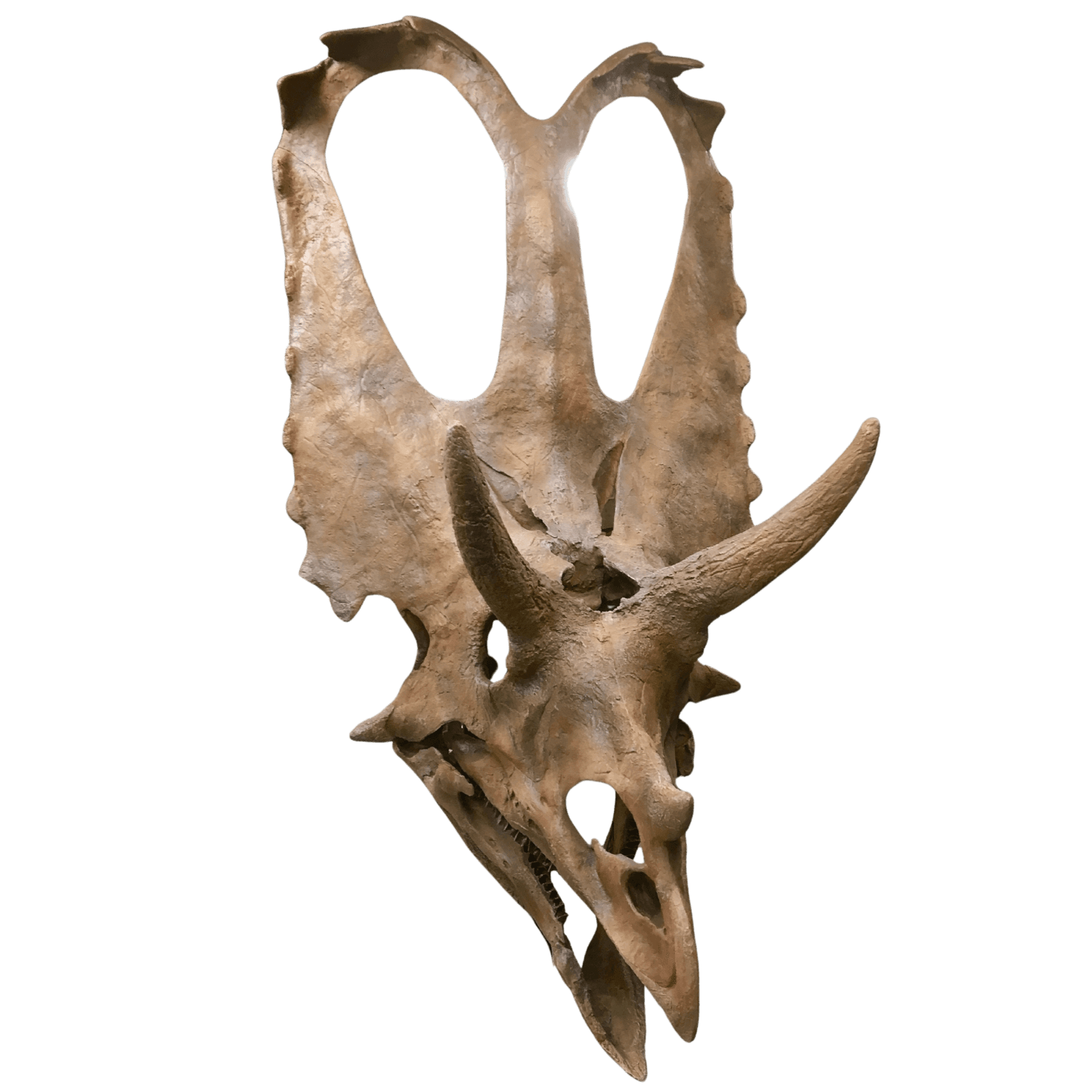 Cycling (Background Removed)