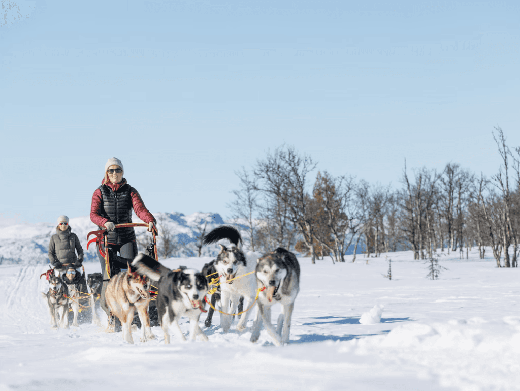 A sled being pulled by huskies through the snow
