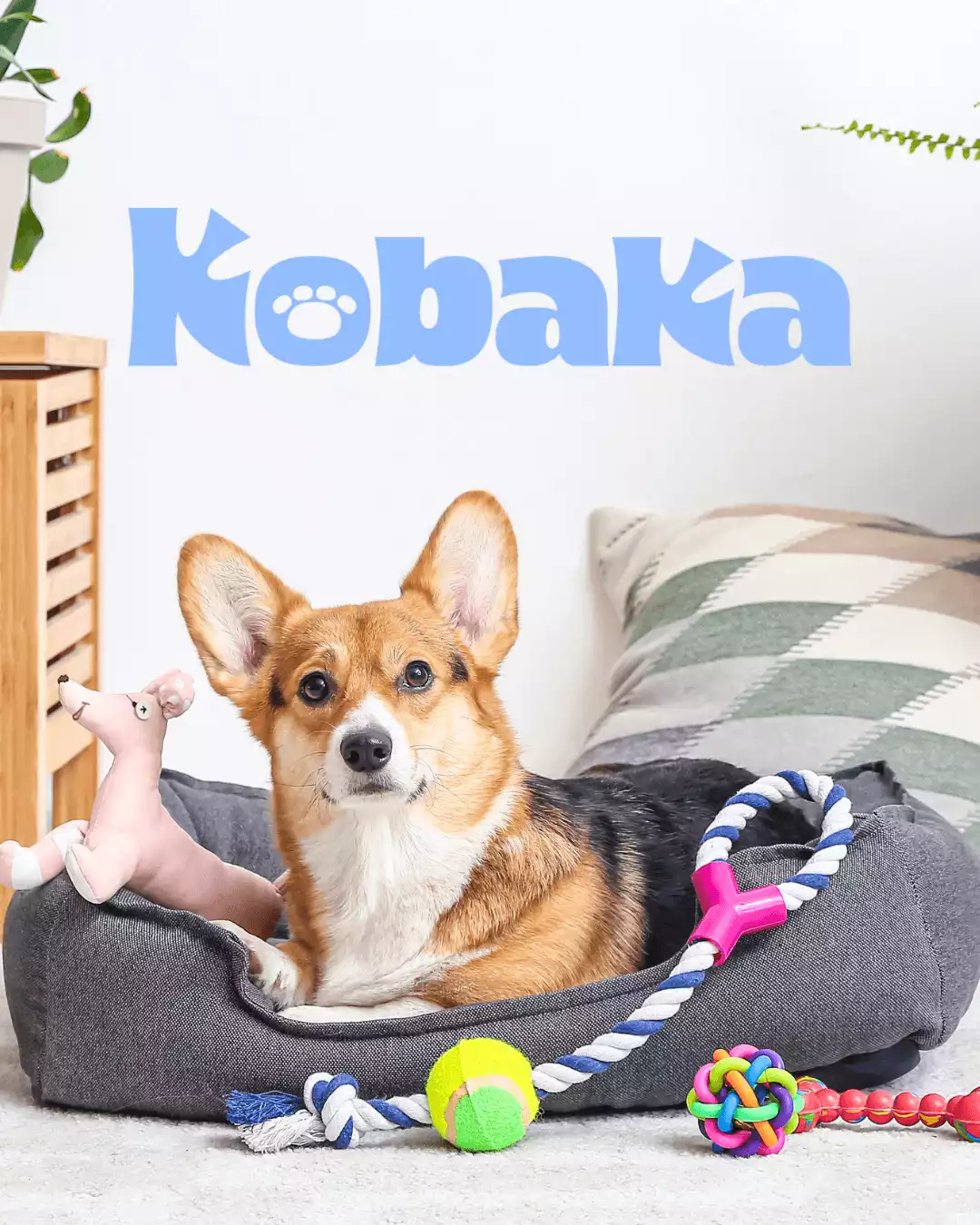 Identité visuelle Kobaka, marque conviviale dédiée aux passionnés d'animaux