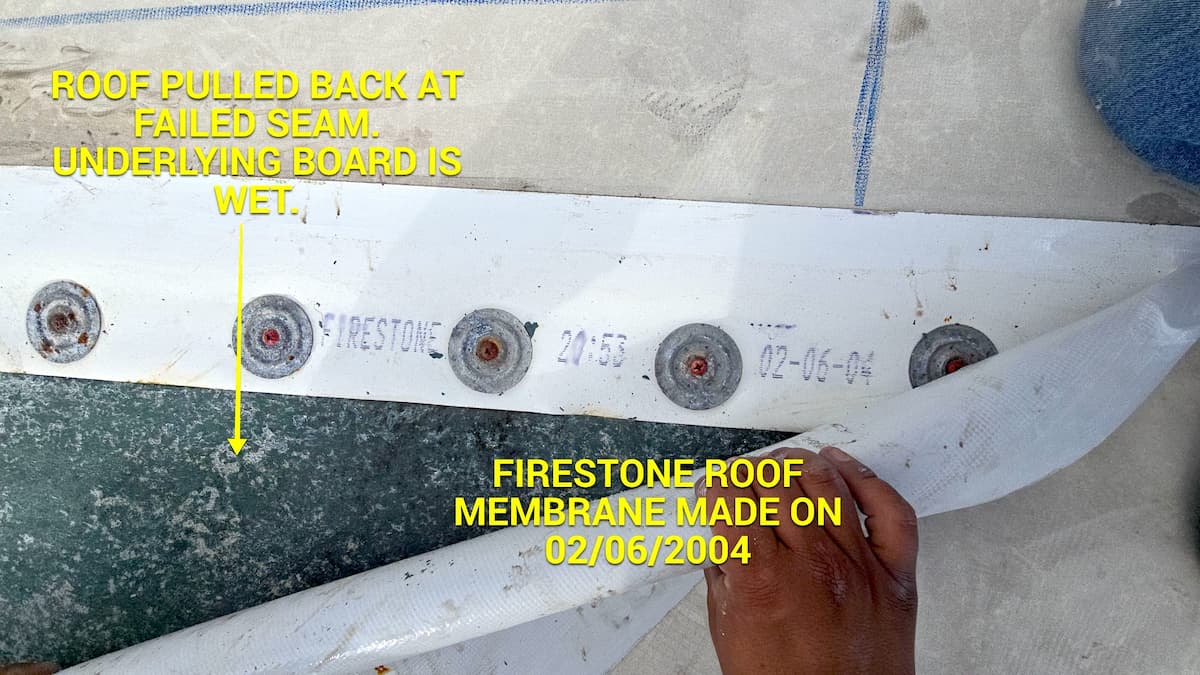 Commercial roof pulled back at failed seam. Underlying board is wet. 