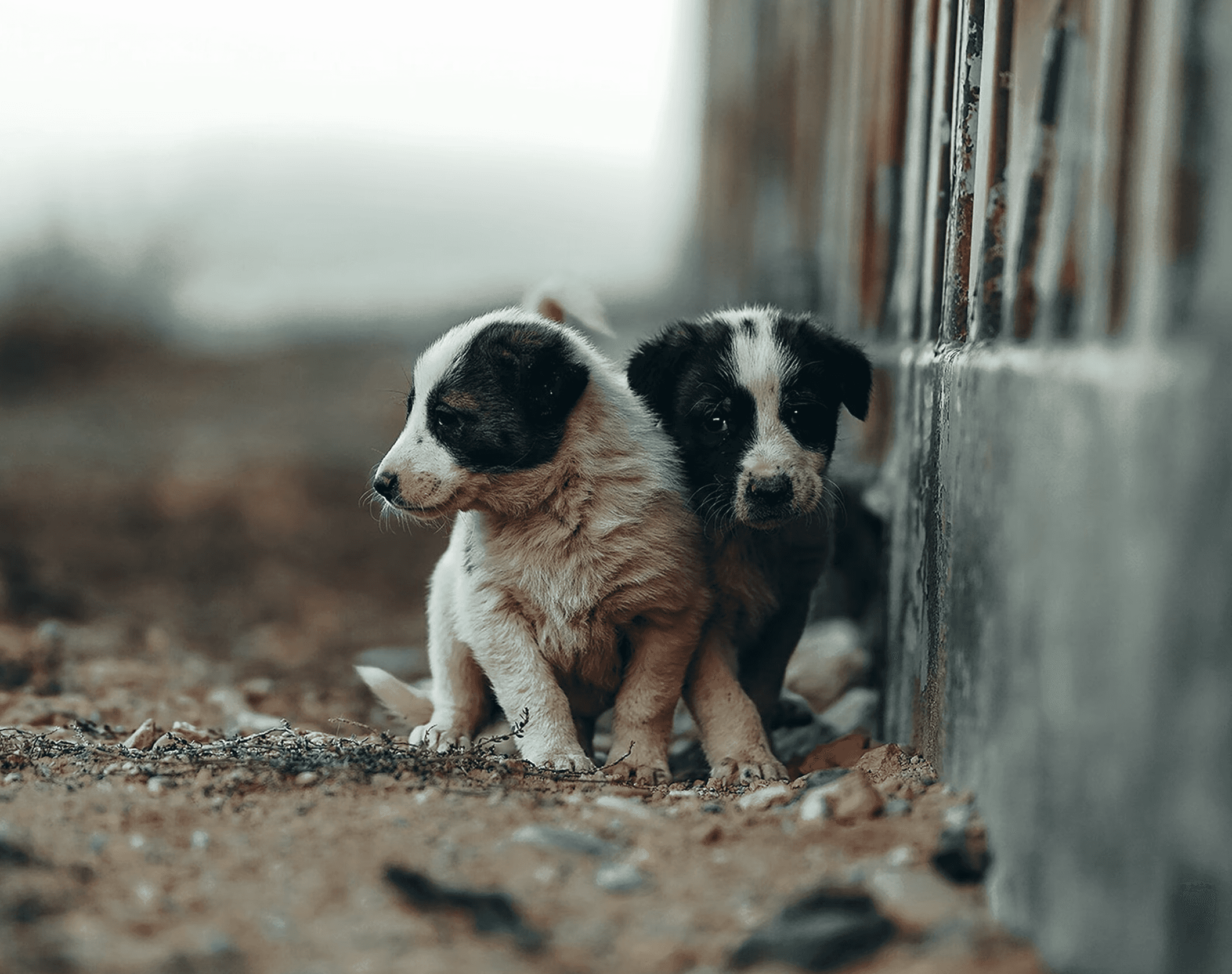 Two small puppies sitting close to a wall