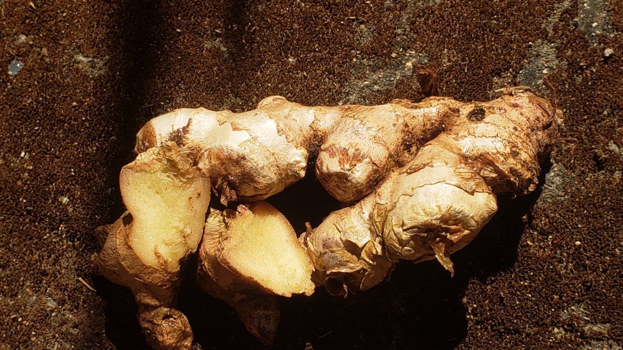 Rizoma de gengibre com pedaço cortado, mostrando a polpa amarelada, sobre a terra