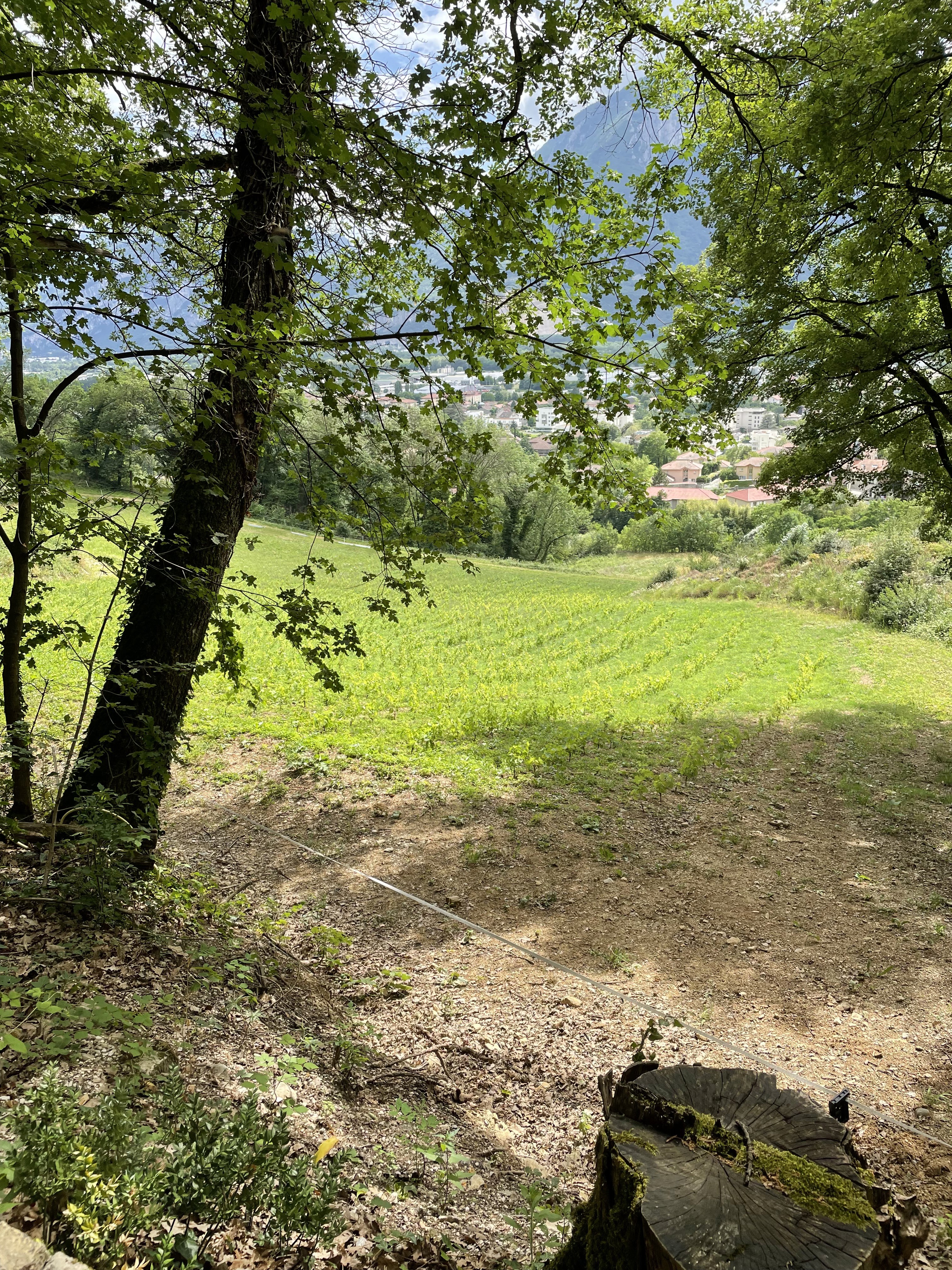 Vineyard rows under leafy foreground frame a Tuscan villa on a misty hill