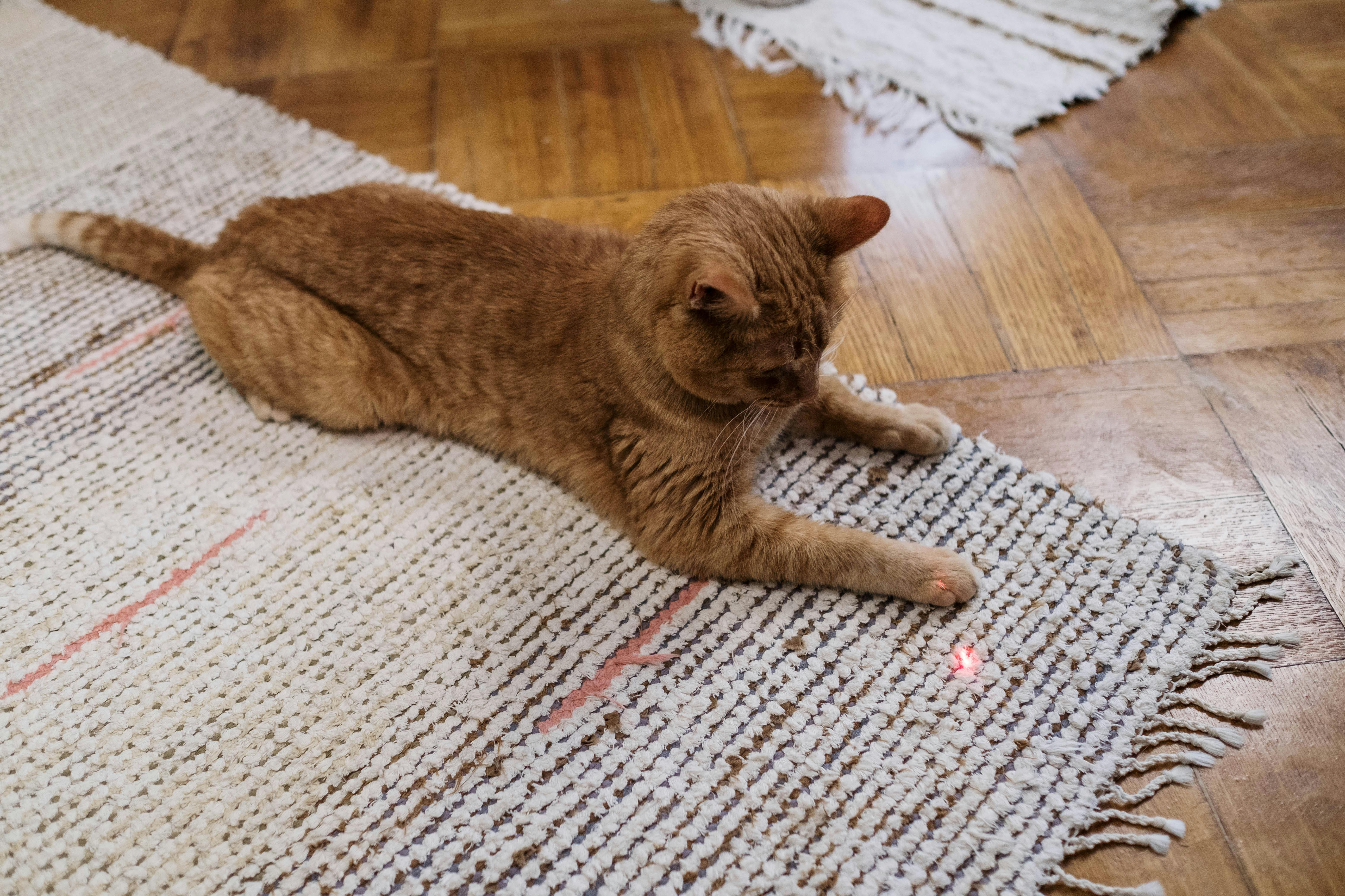 cat looking at laser dot on floor