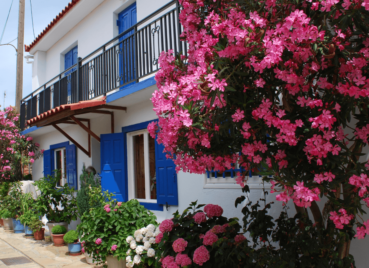 Plants with colourful flowers that are resistant to the sun