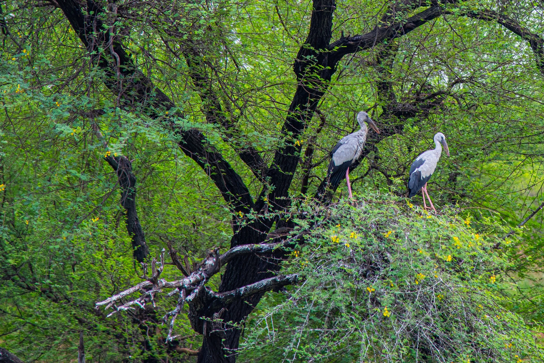 Painted stork in wetland forest, field photography, Tamil Nadu coastal ecosystem