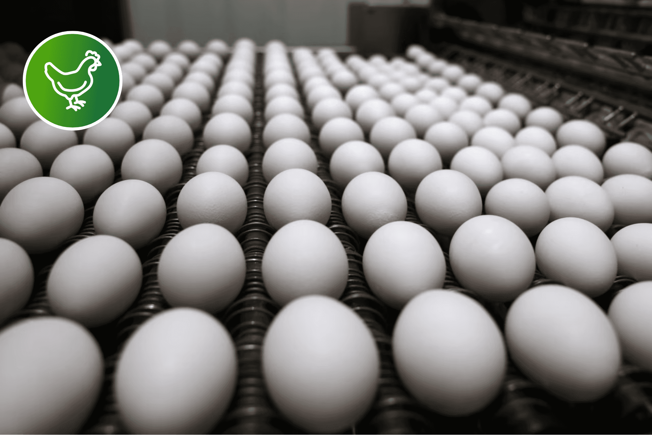 A rack of eggs in a commercial poultry facility
