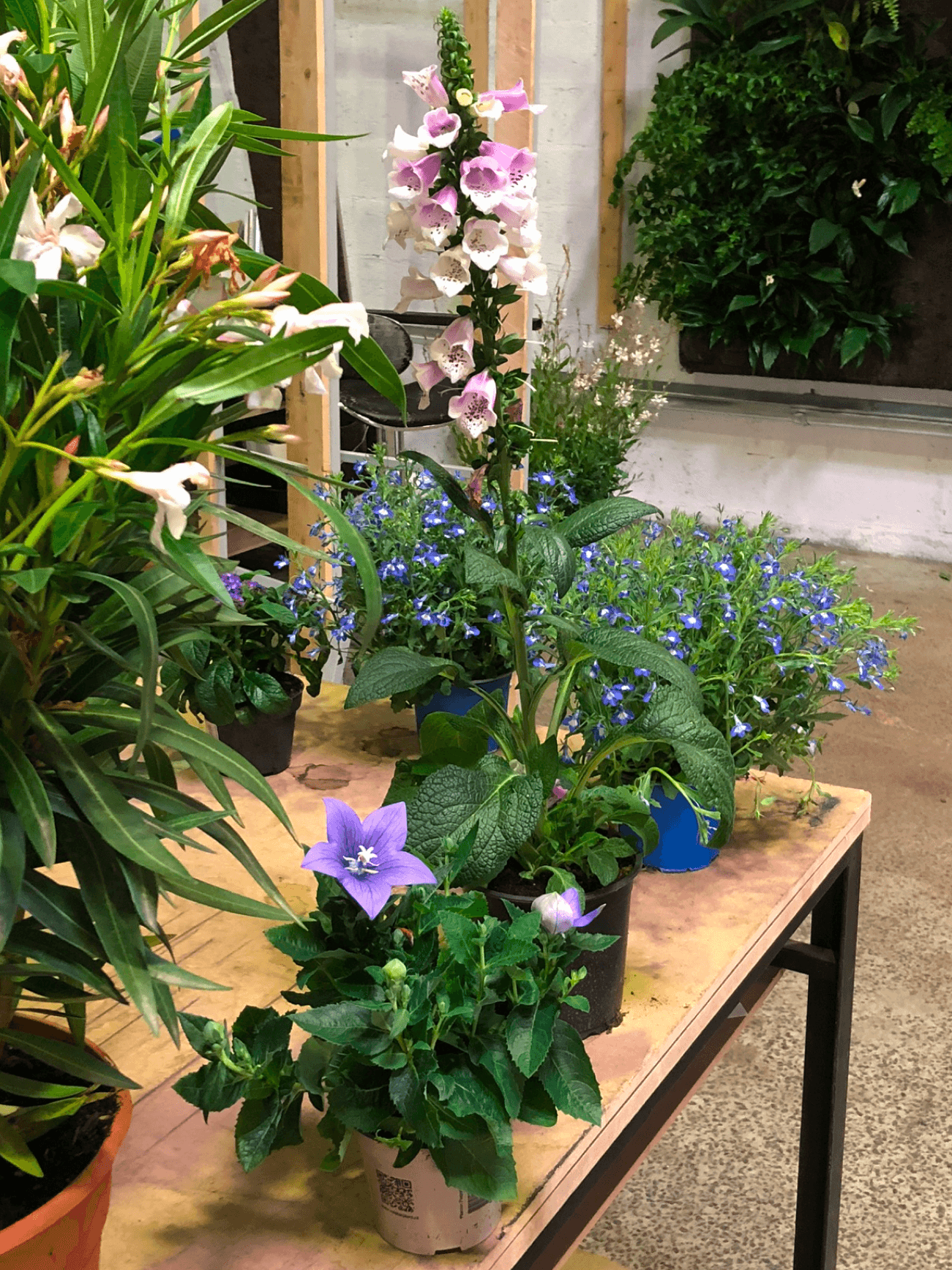 Un assortiment de plantes en pots, incluant des fleurs violettes et roses, disposées sur une table en bois dans un espace intérieur éclairé, avec un mur végétal en arrière-plan.