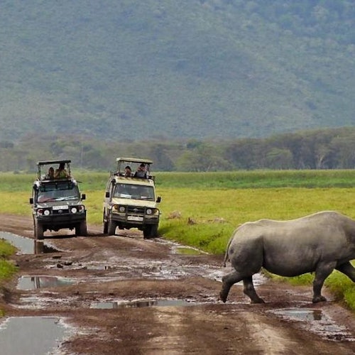 开普敦：开普敦全日导游带领的野生动物园 + 往返接送 + 午餐票