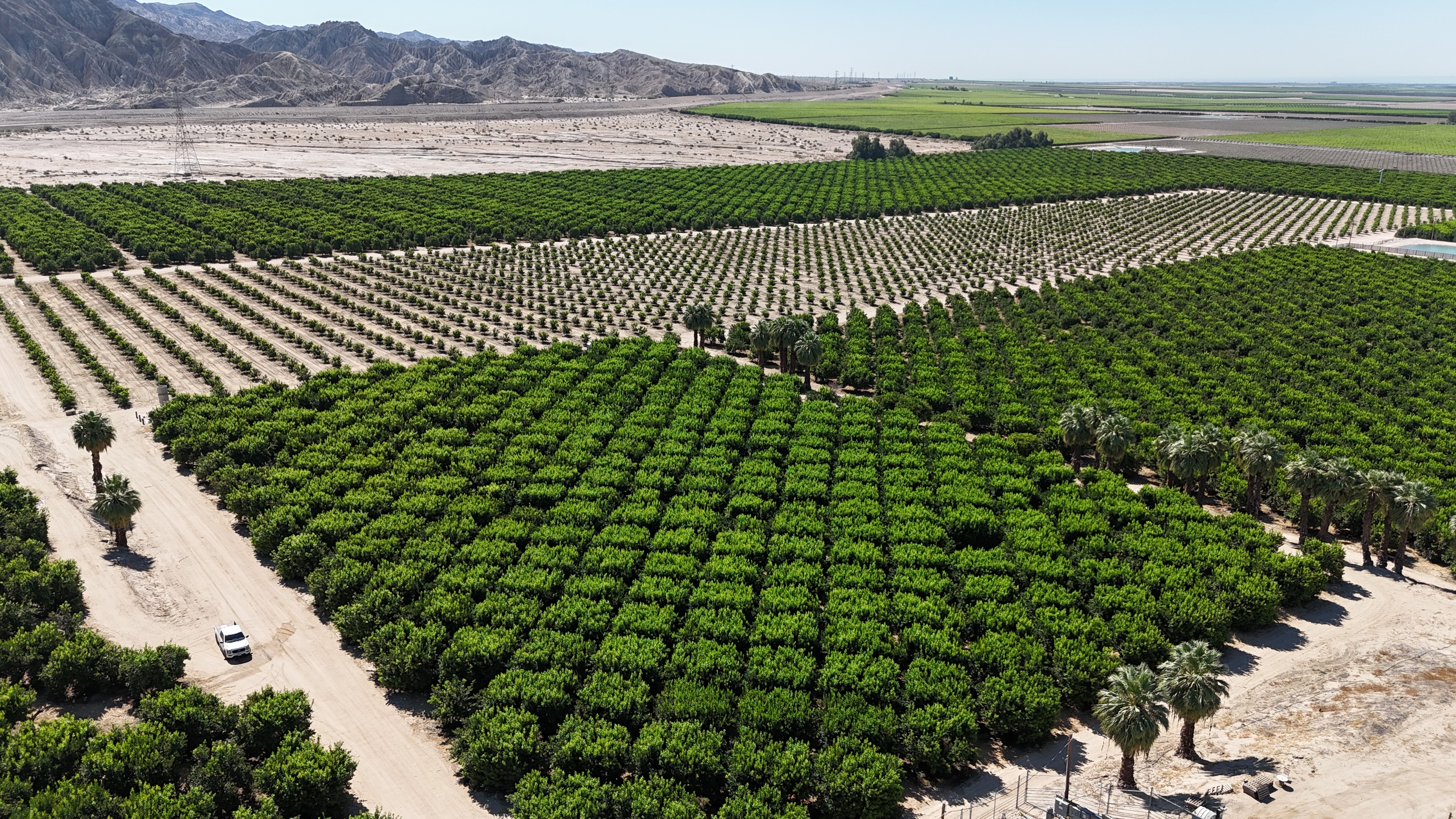 a field with palm trees and mountains in the background