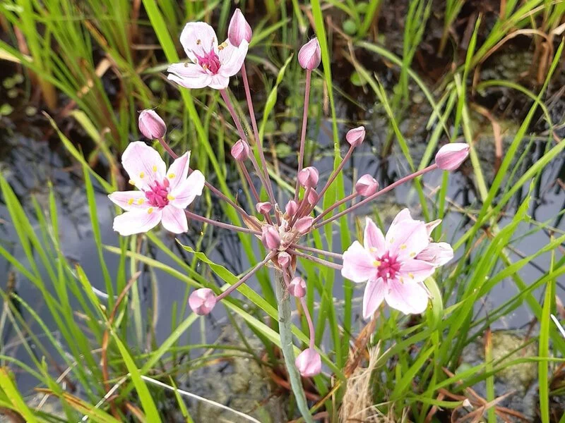 Zwanebloem