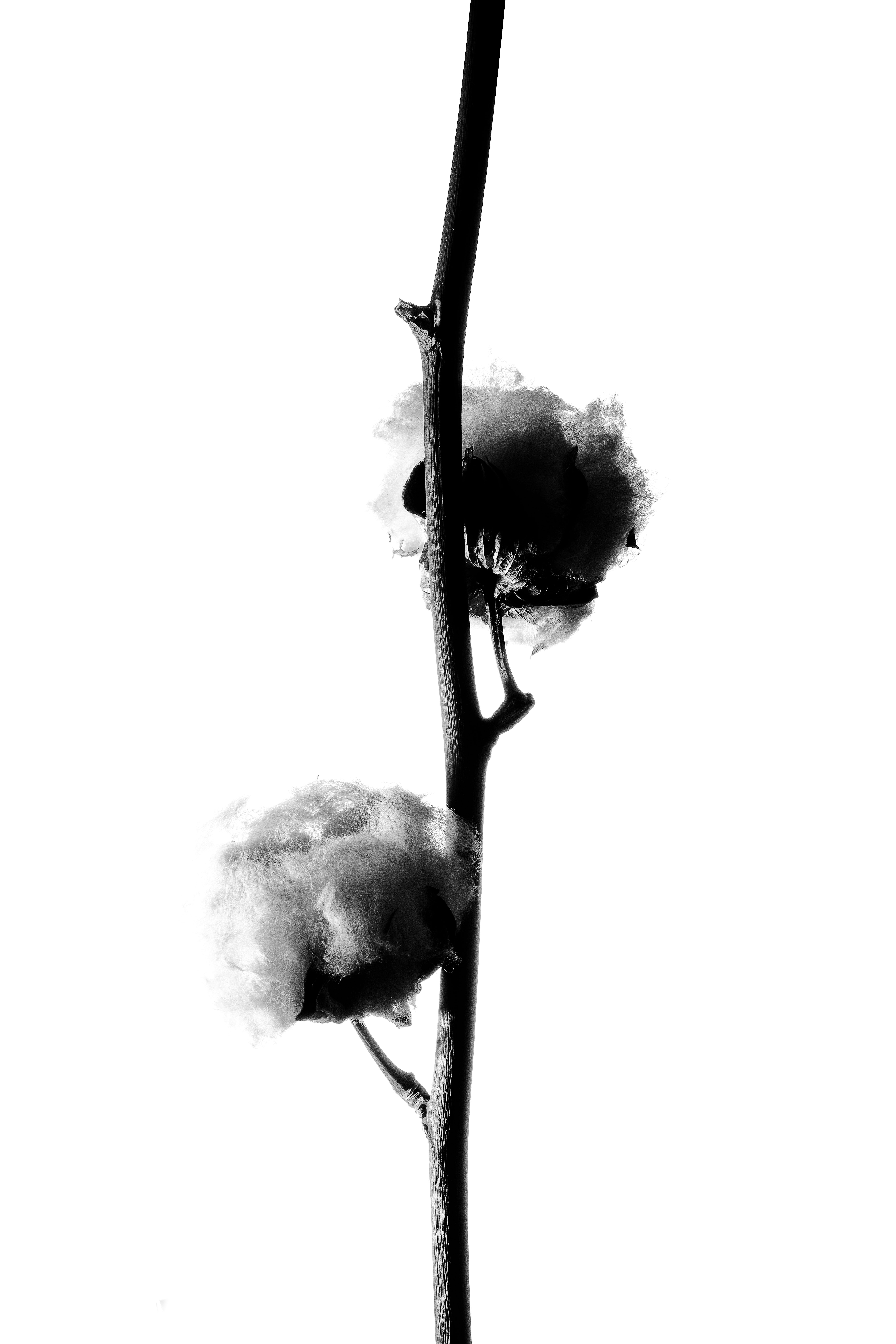 Fleur, Ortie, Photo de studio, Noir et blanc, pierretmae